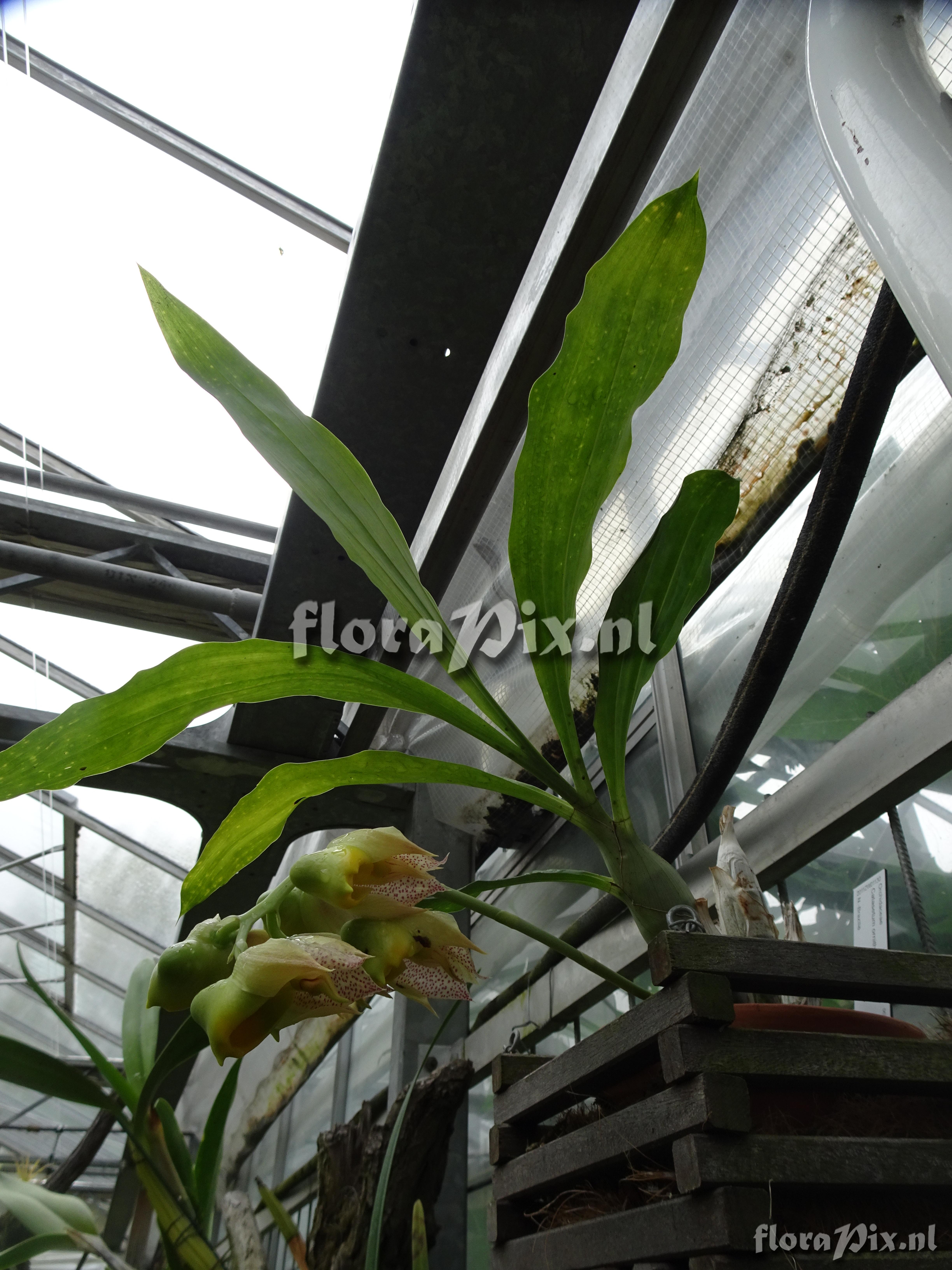 Catasetum ornithoides