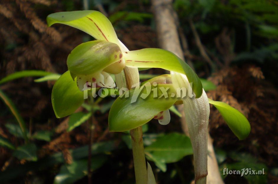 Cymbidium goeringii (close- up)