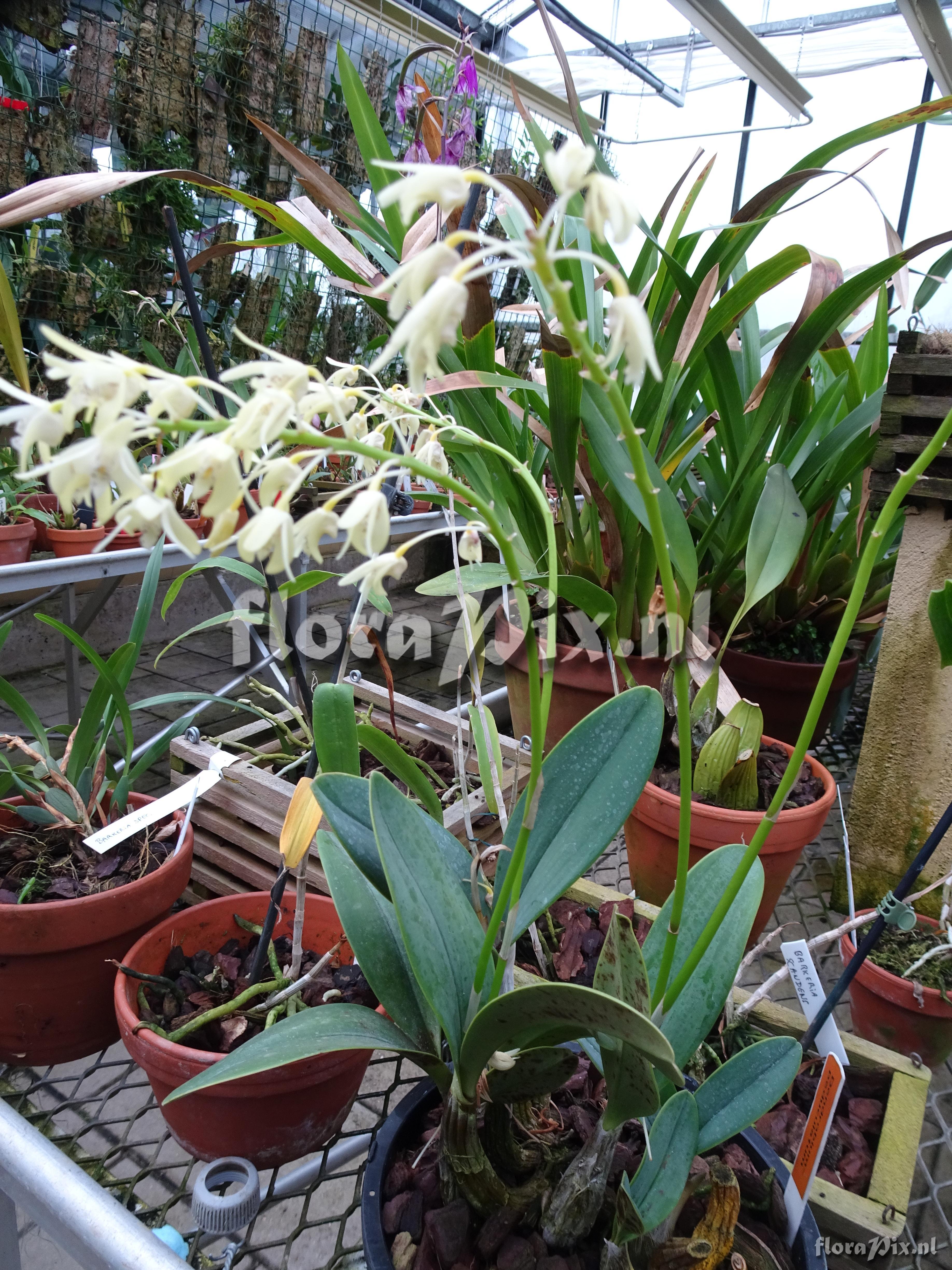 Dendrobium speciosum spp pedunculatum