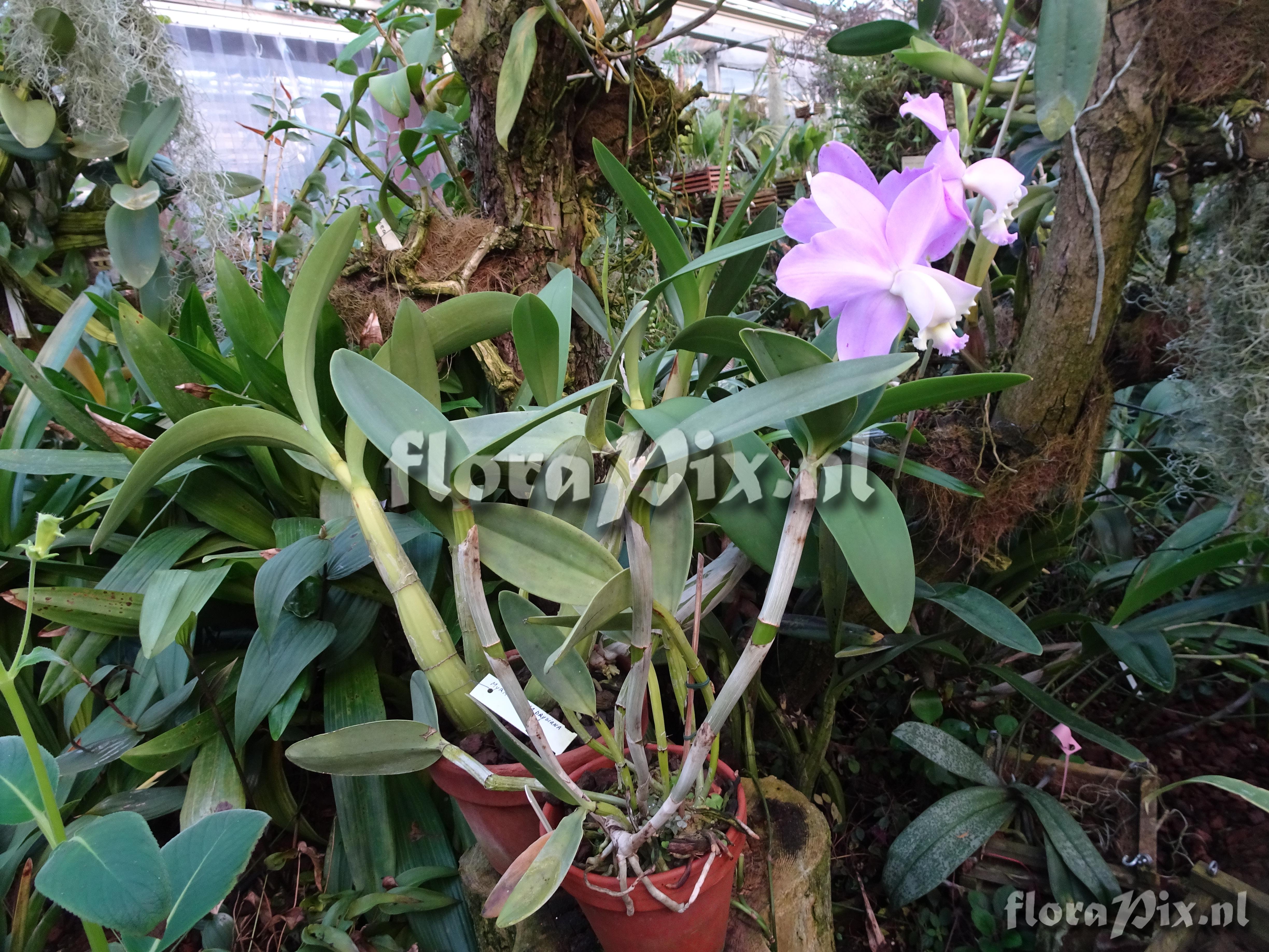 Cattleya loddigesii aranda