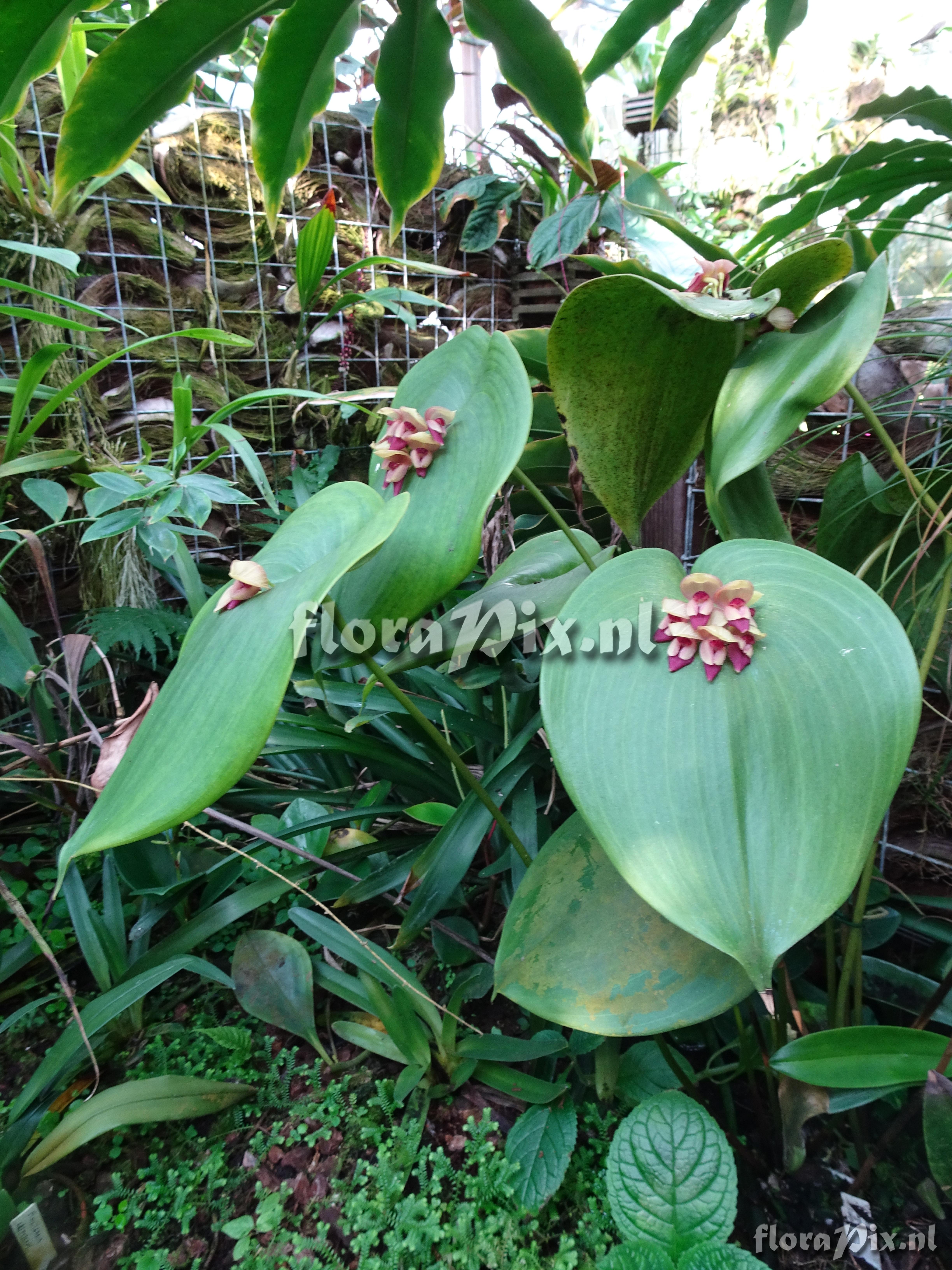 Pleurothallis marthae