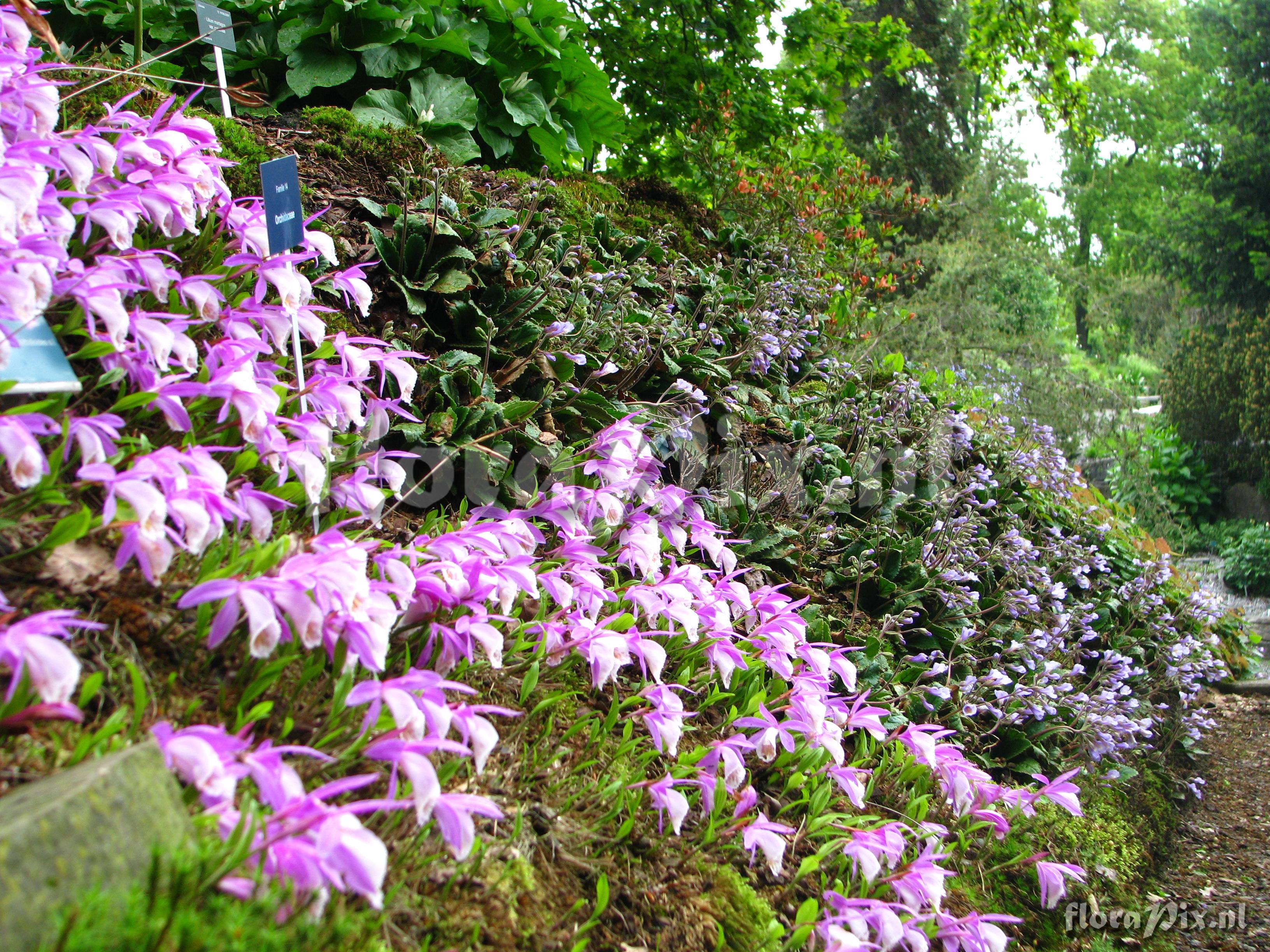 Pleione bulbocodioides