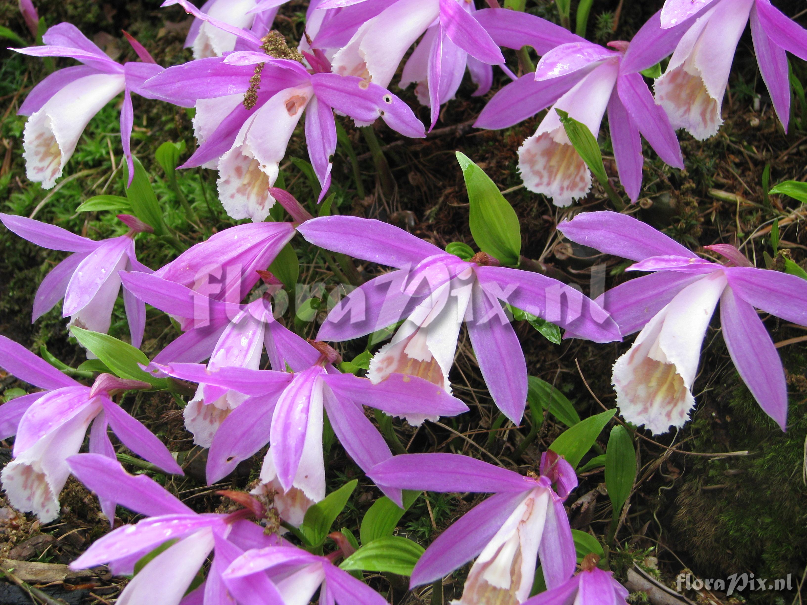 Pleione bulbocodioides