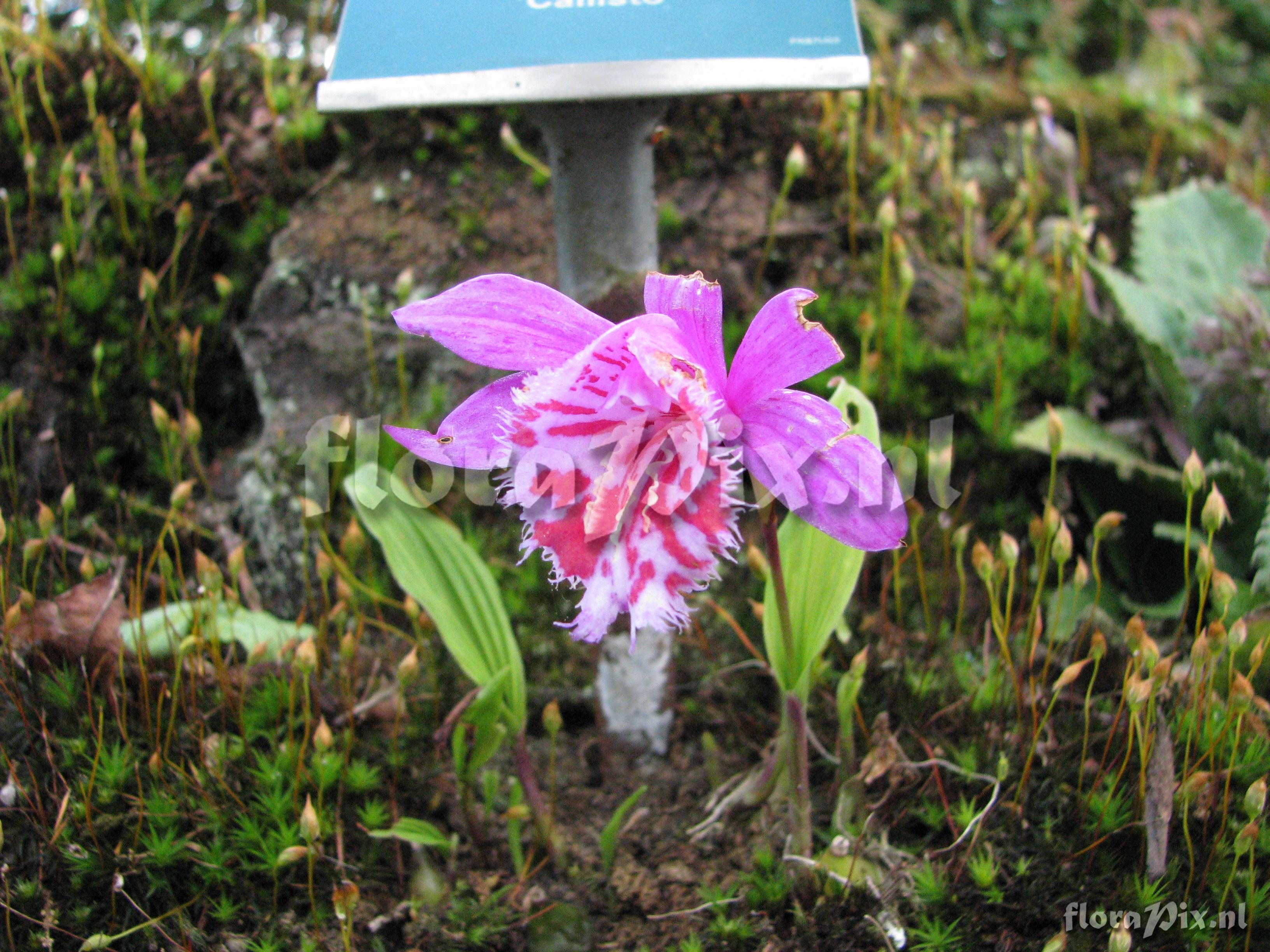 Pleione