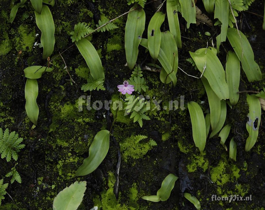 Cynorkis purpurascens