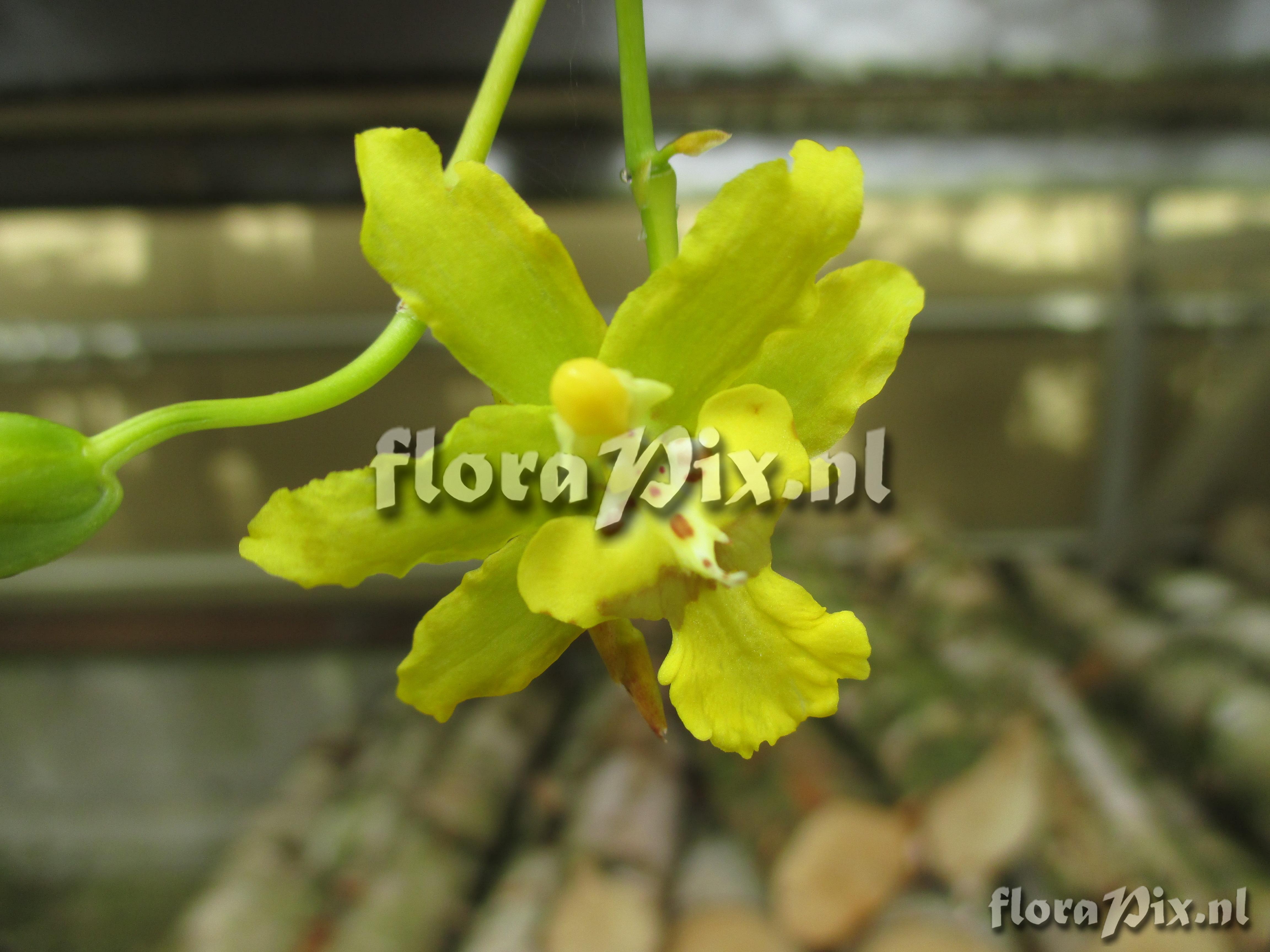 Oncidium mantense