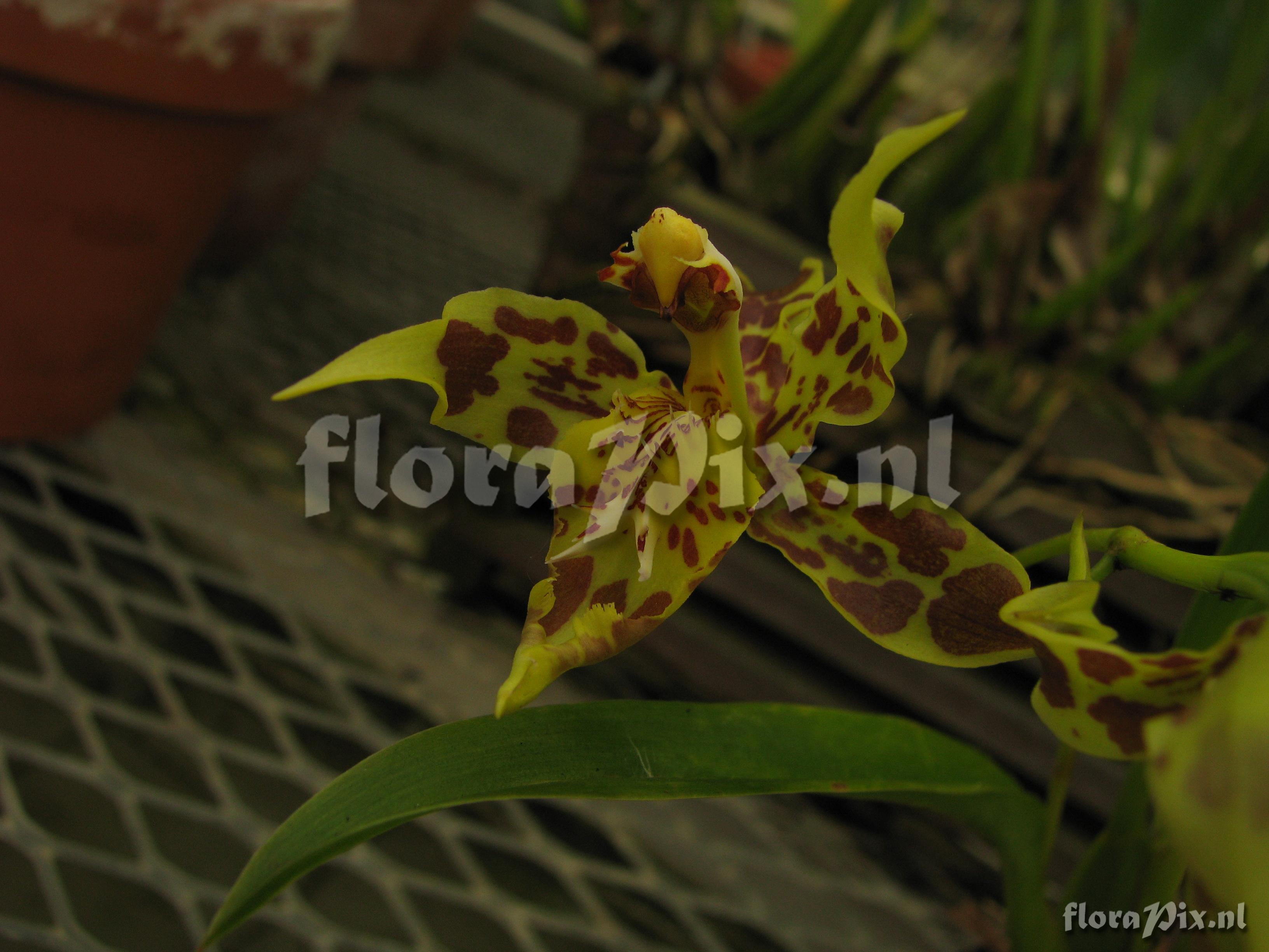 Odontoglossum liindleyanum