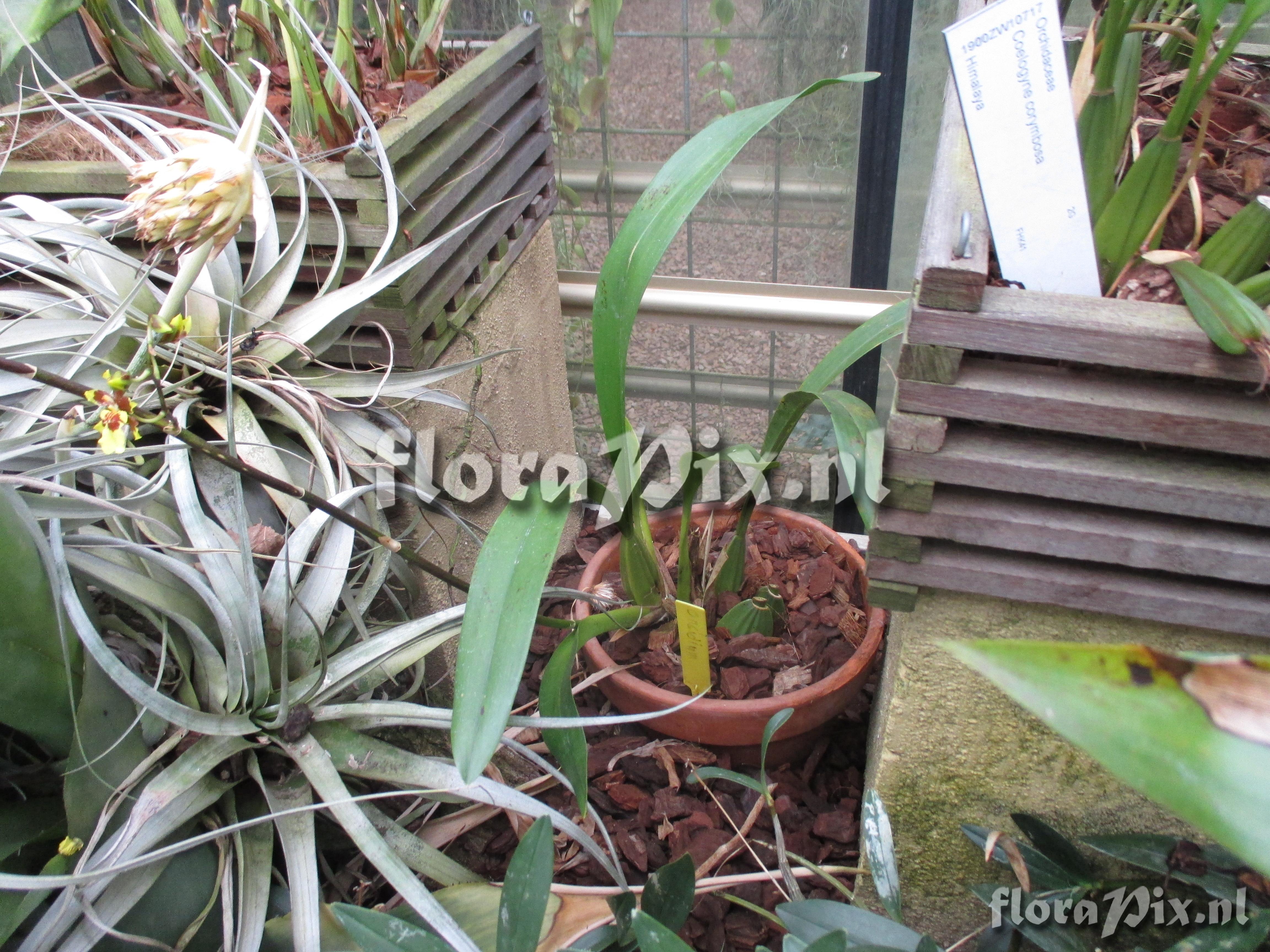 Oncidium spec I