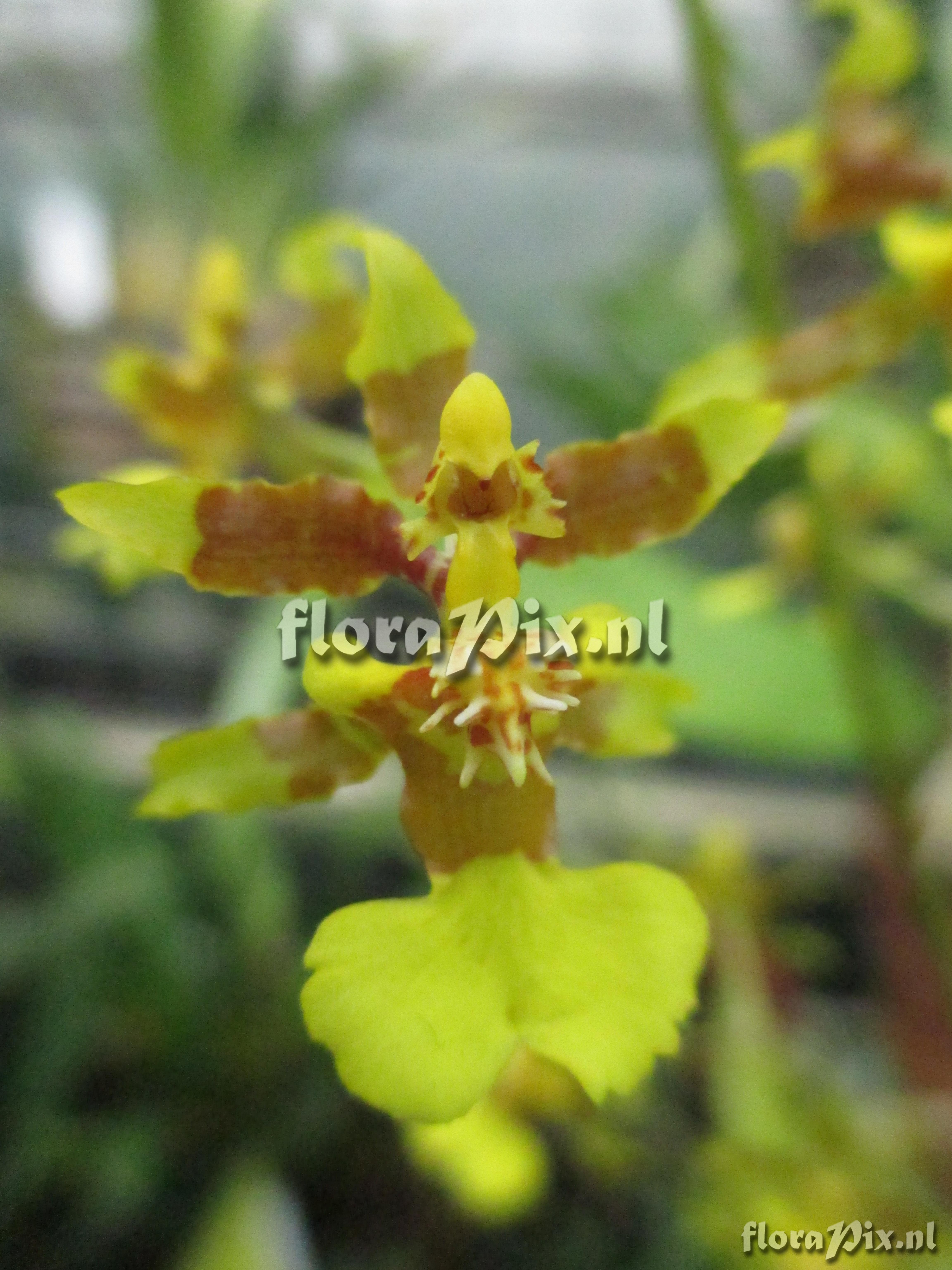 Oncidium spec.