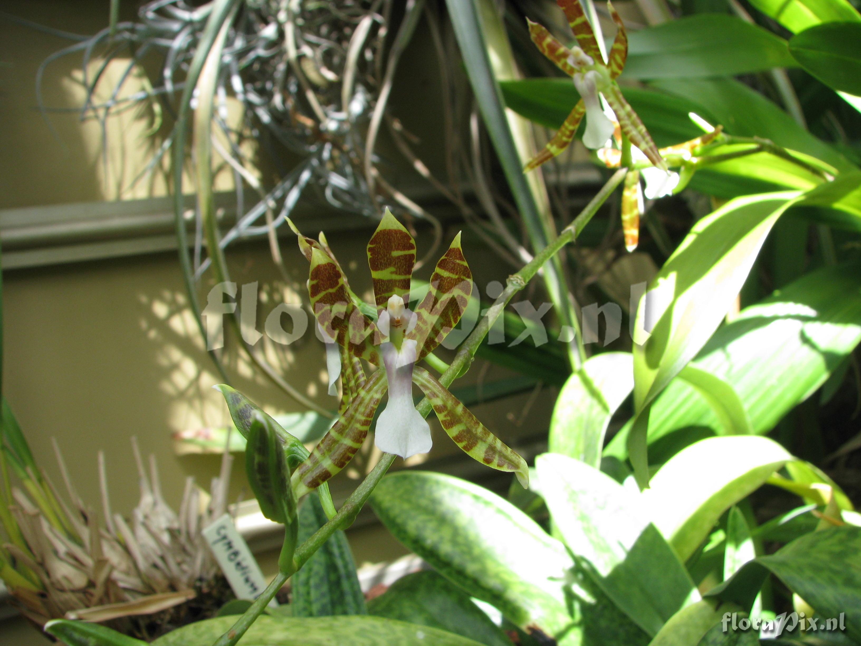 Odontoglossum laeve