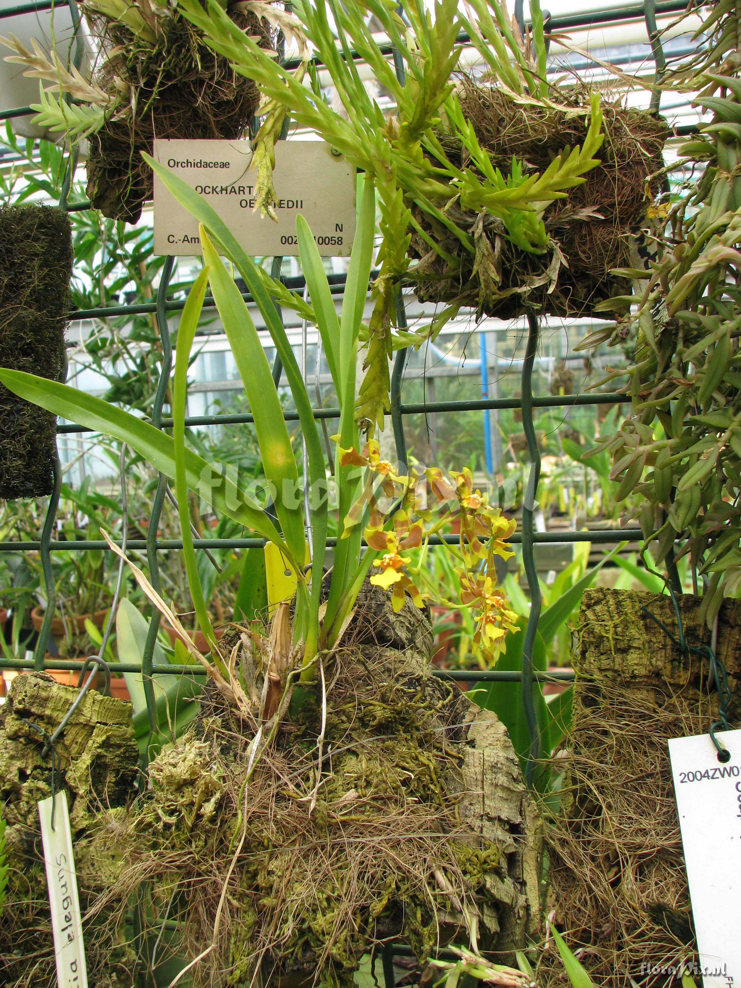 Oncidium longipes