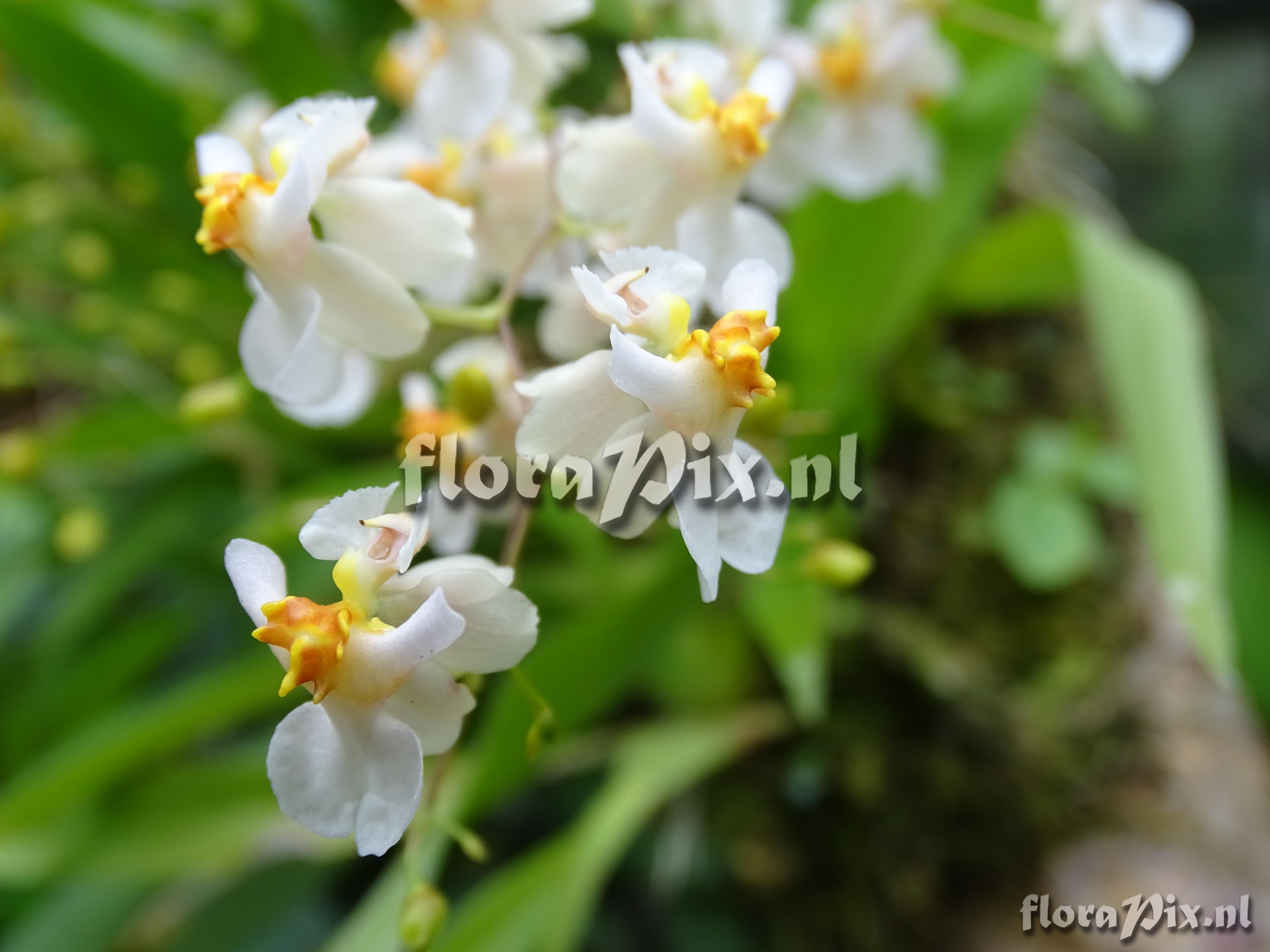 Oncidium hybr