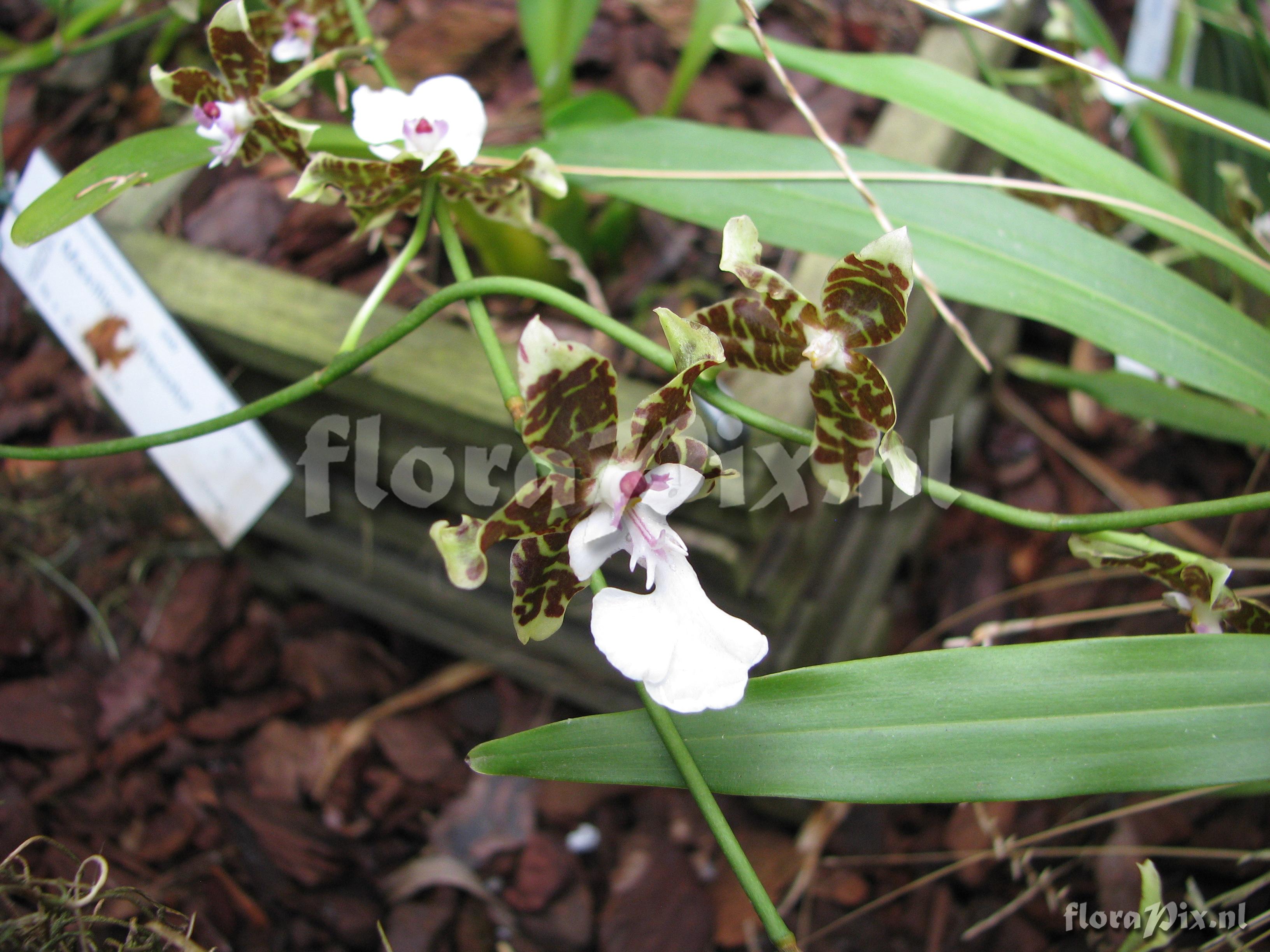 Oncidium leucochilum