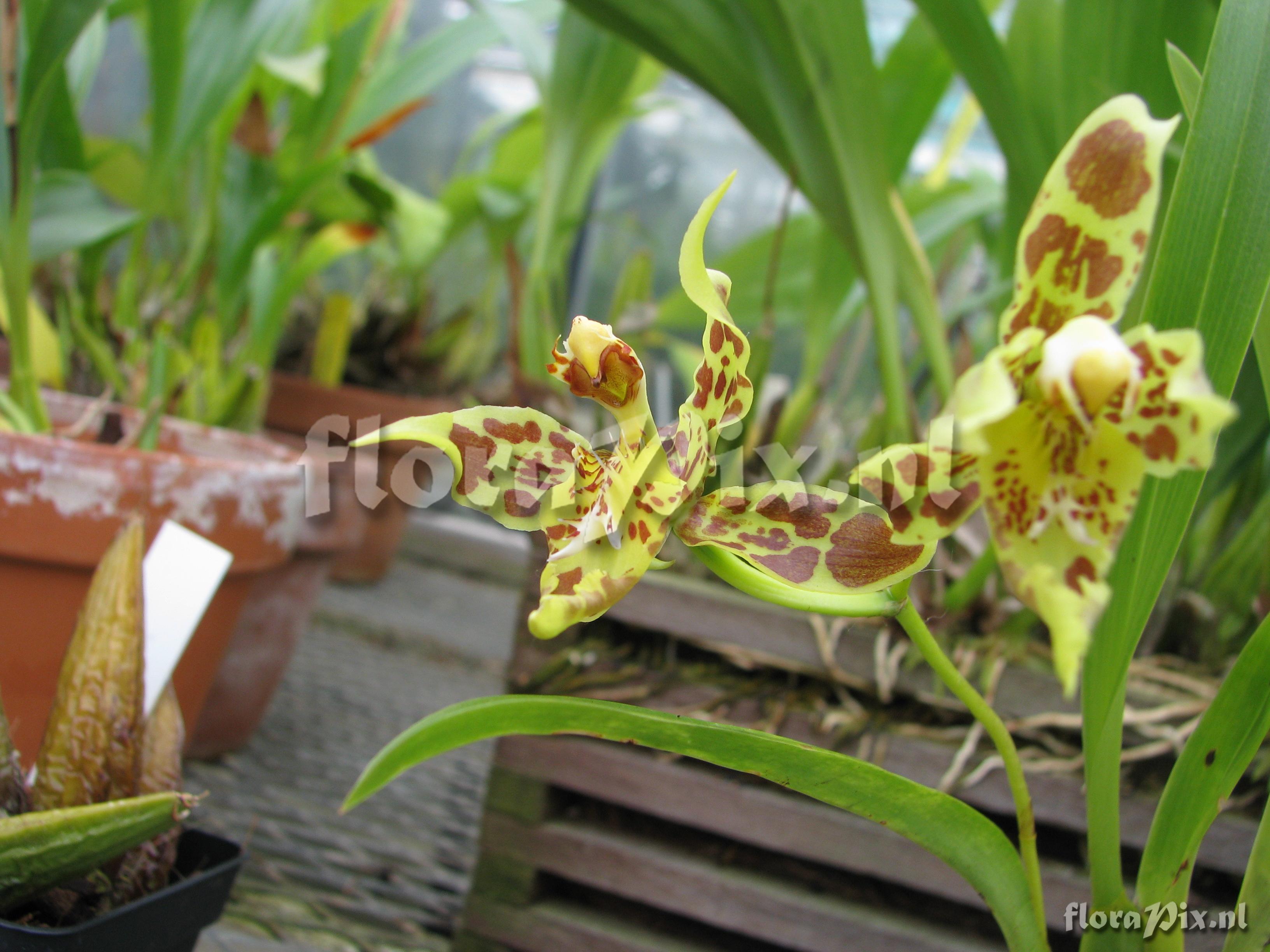 Odontoglossum lindleyanum