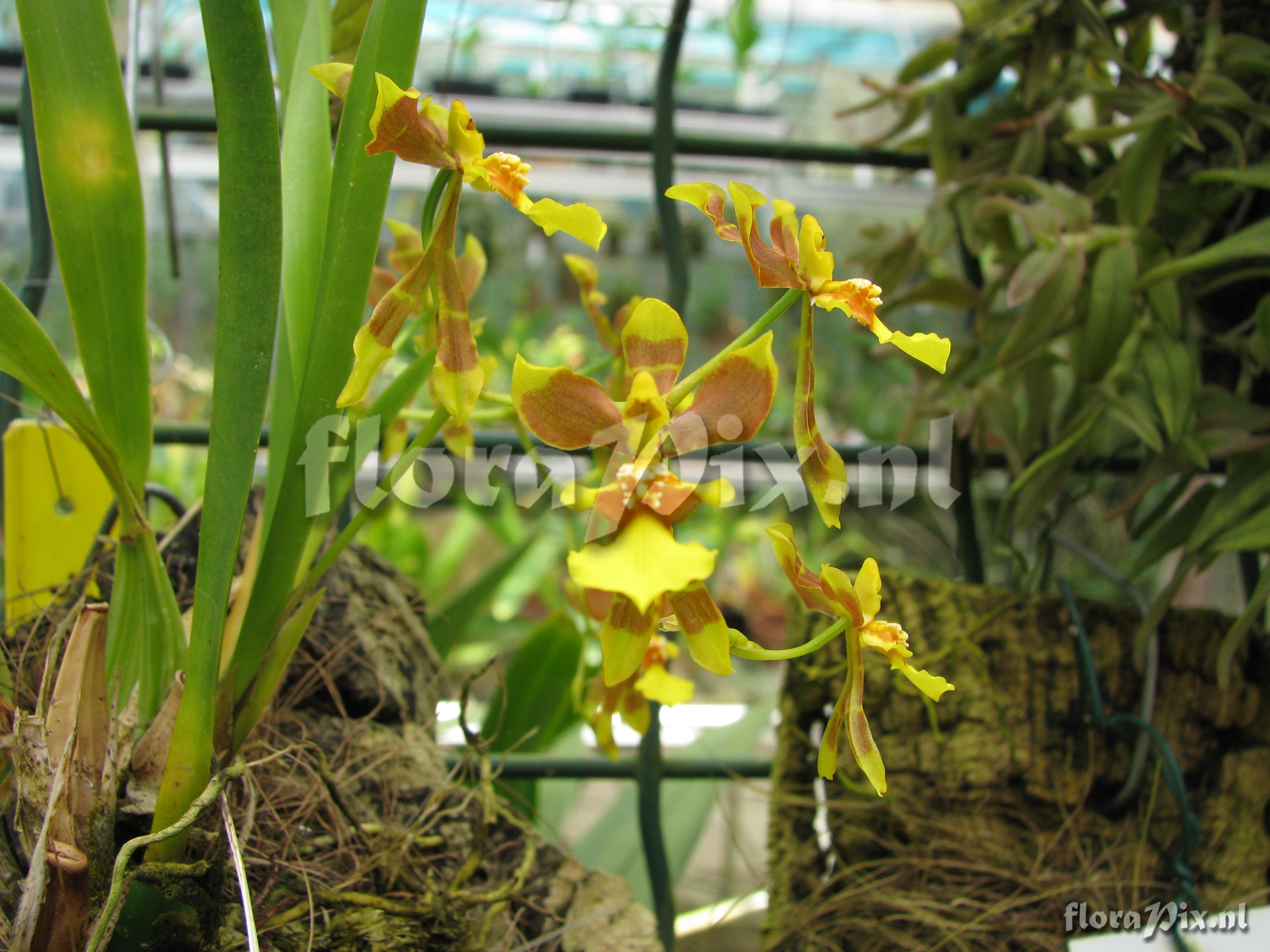 Oncidium longipes