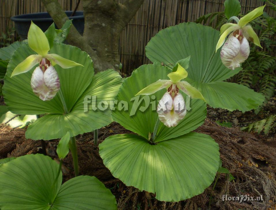 Cypripedium japonicum