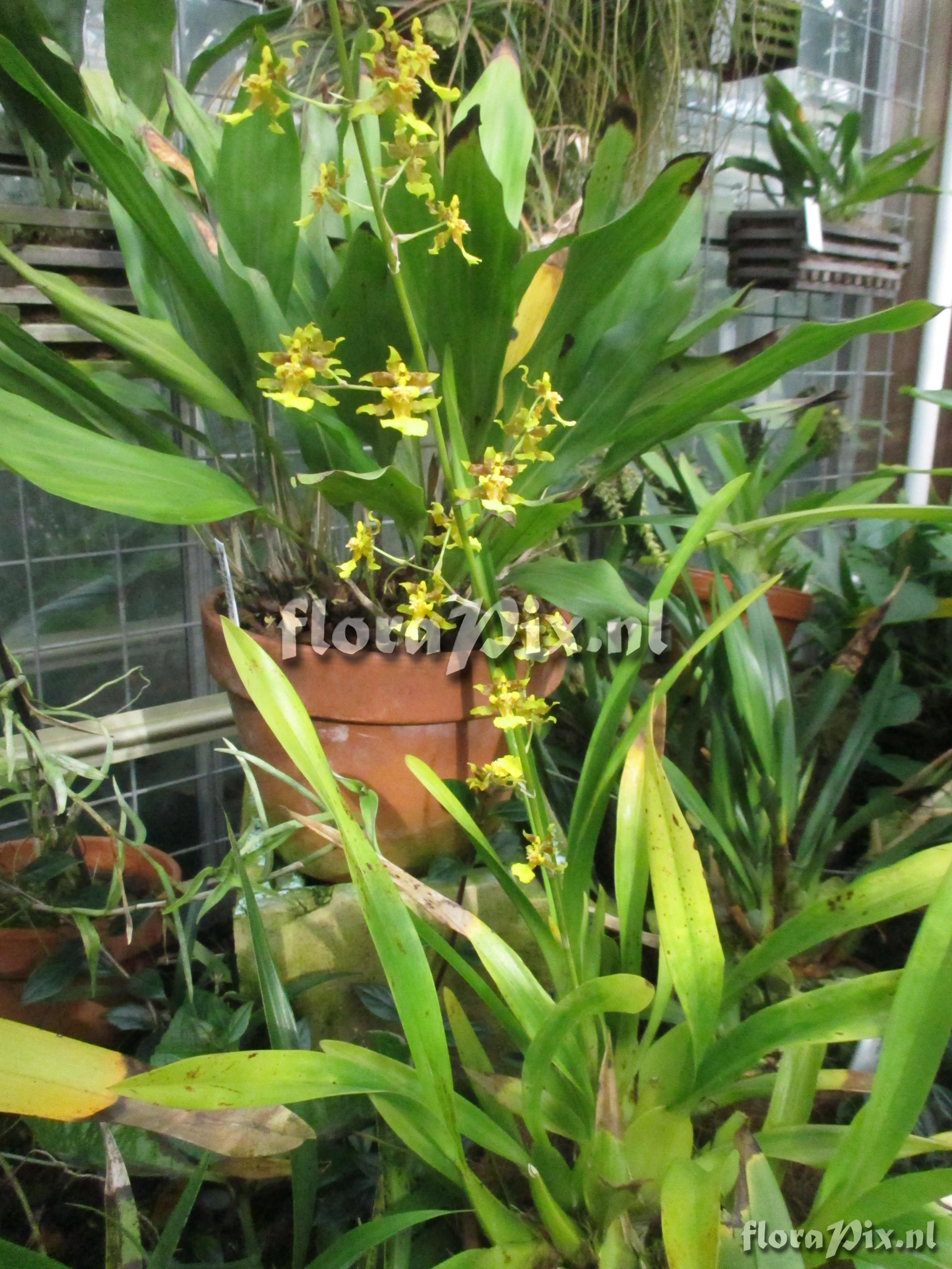 Oncidium spec.