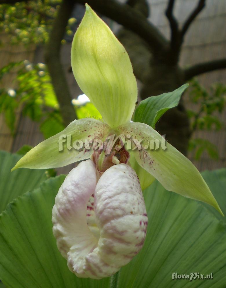 Cypripedium japonicum