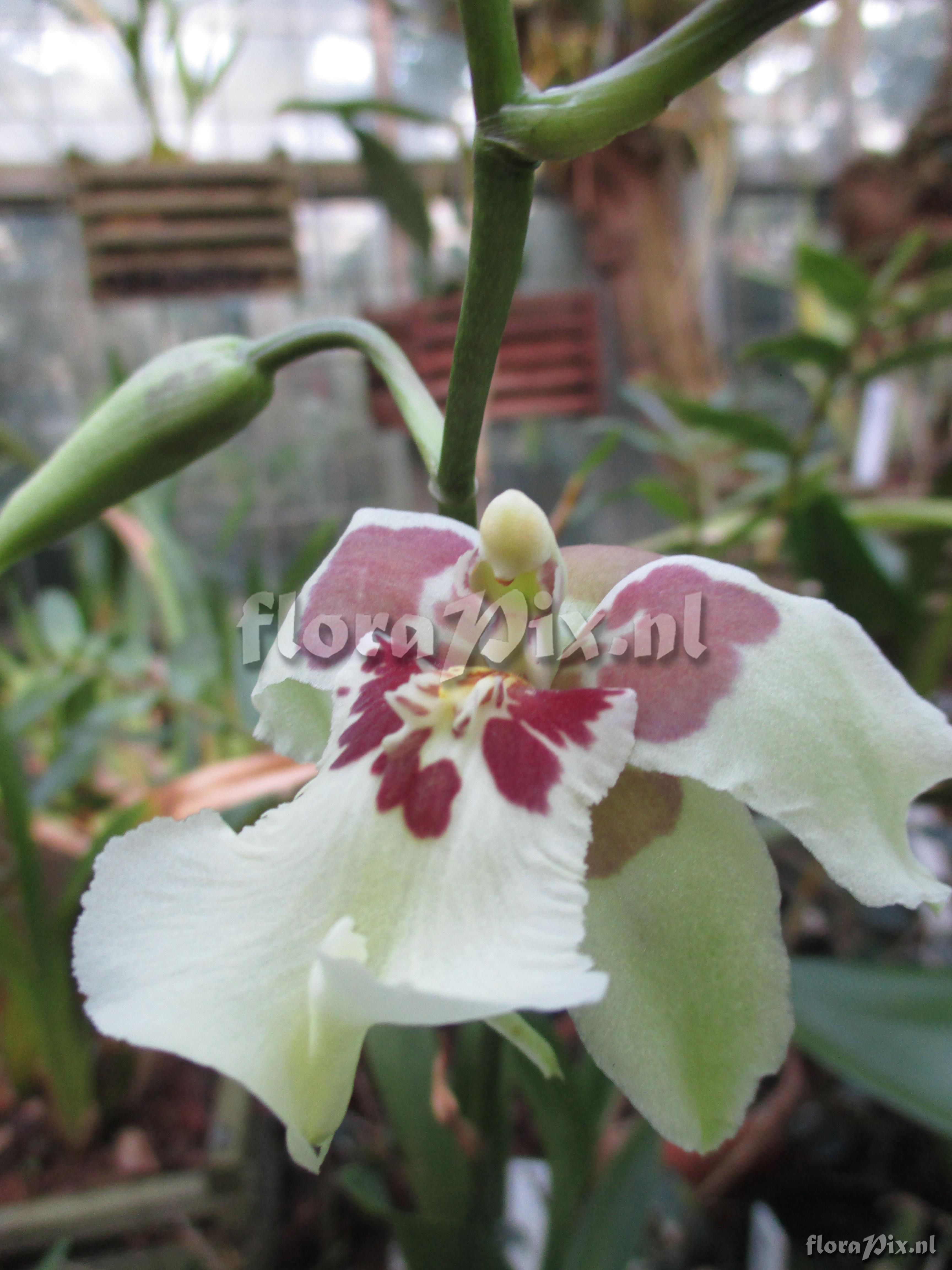 Odontoglossum spec.