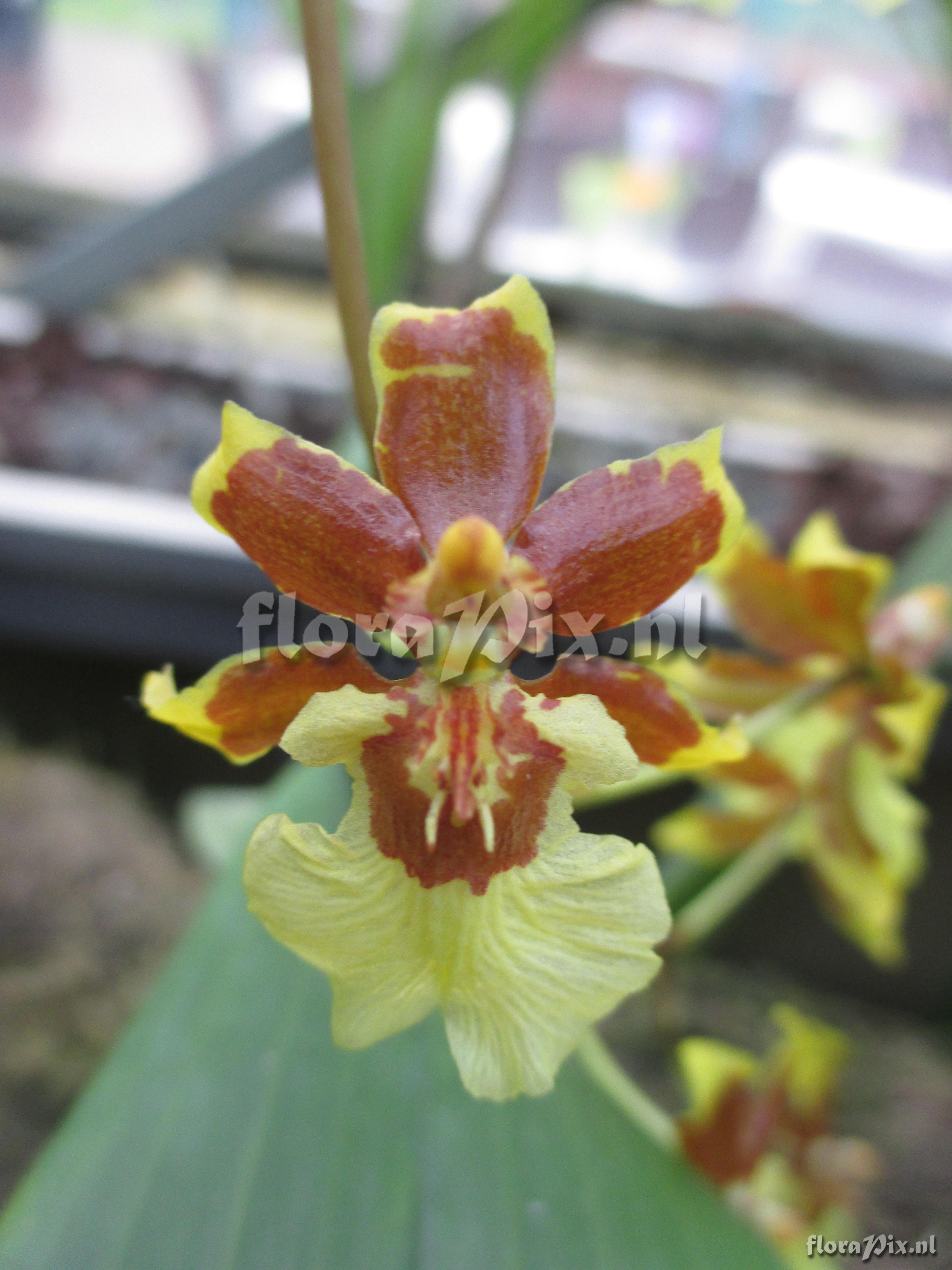 Oncidium spec II