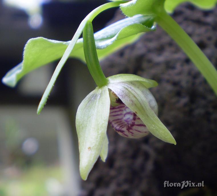 Cypripedium debile