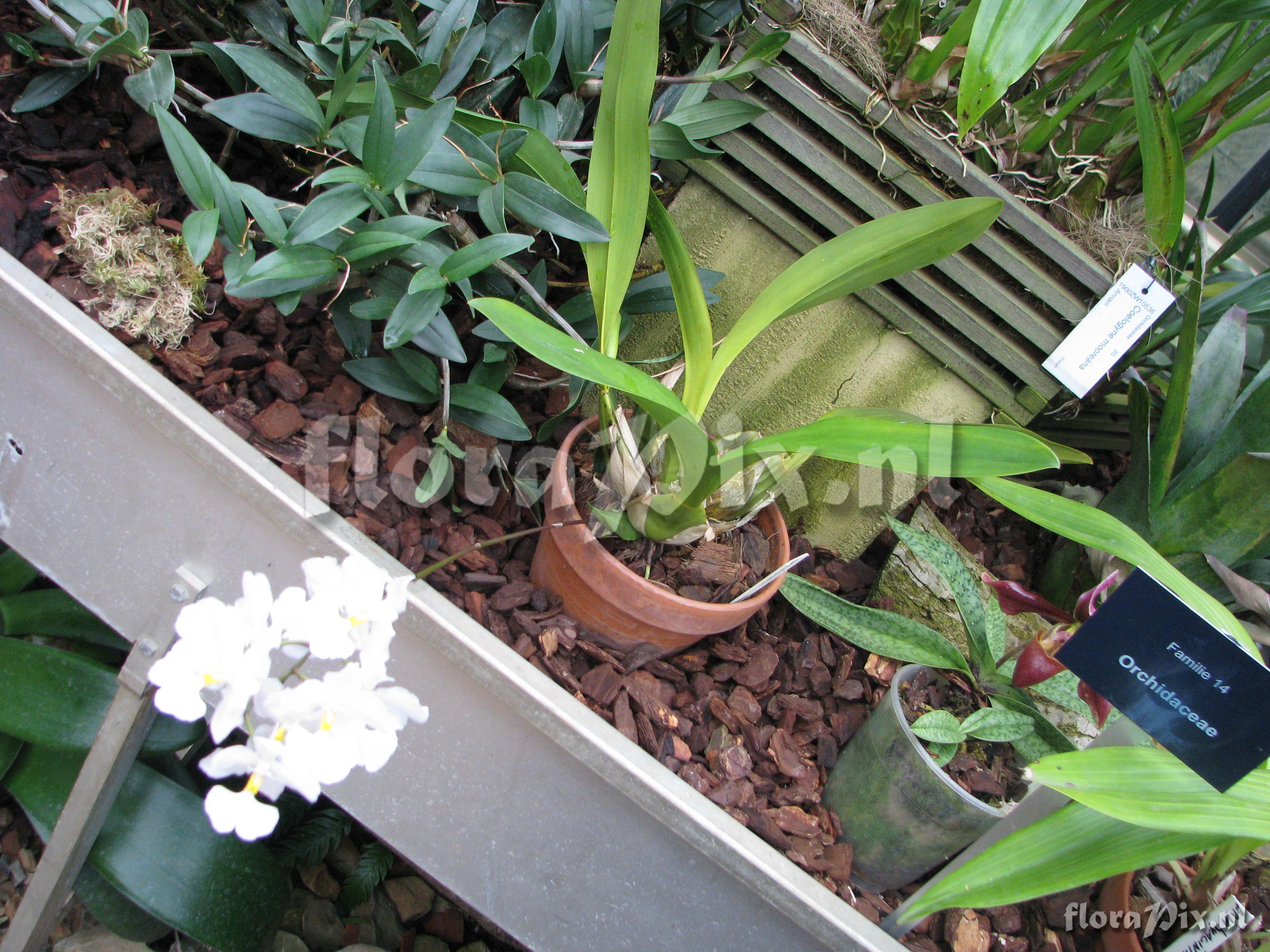 Odontoglossum pendulum