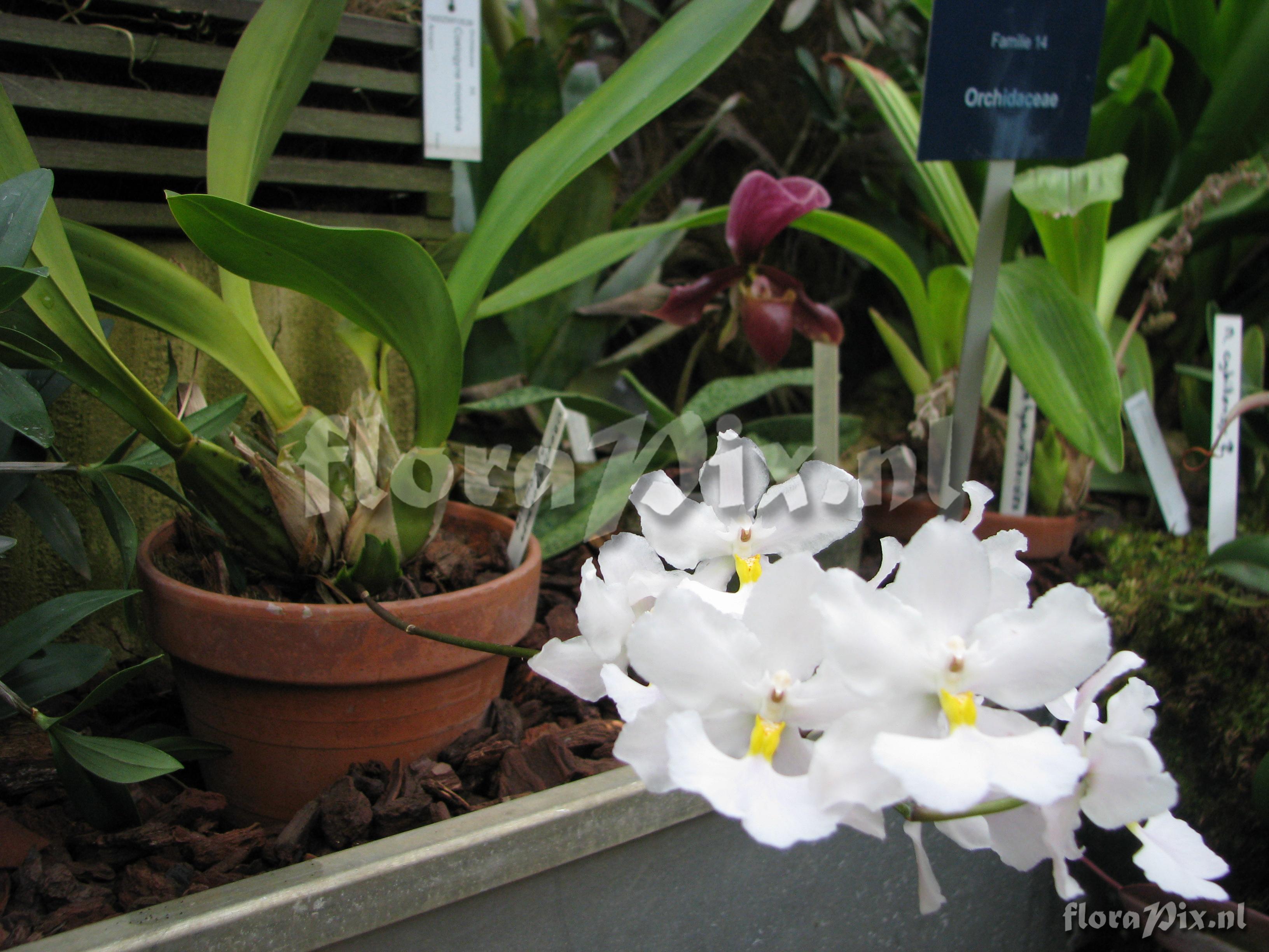 Odontoglossum pendulum