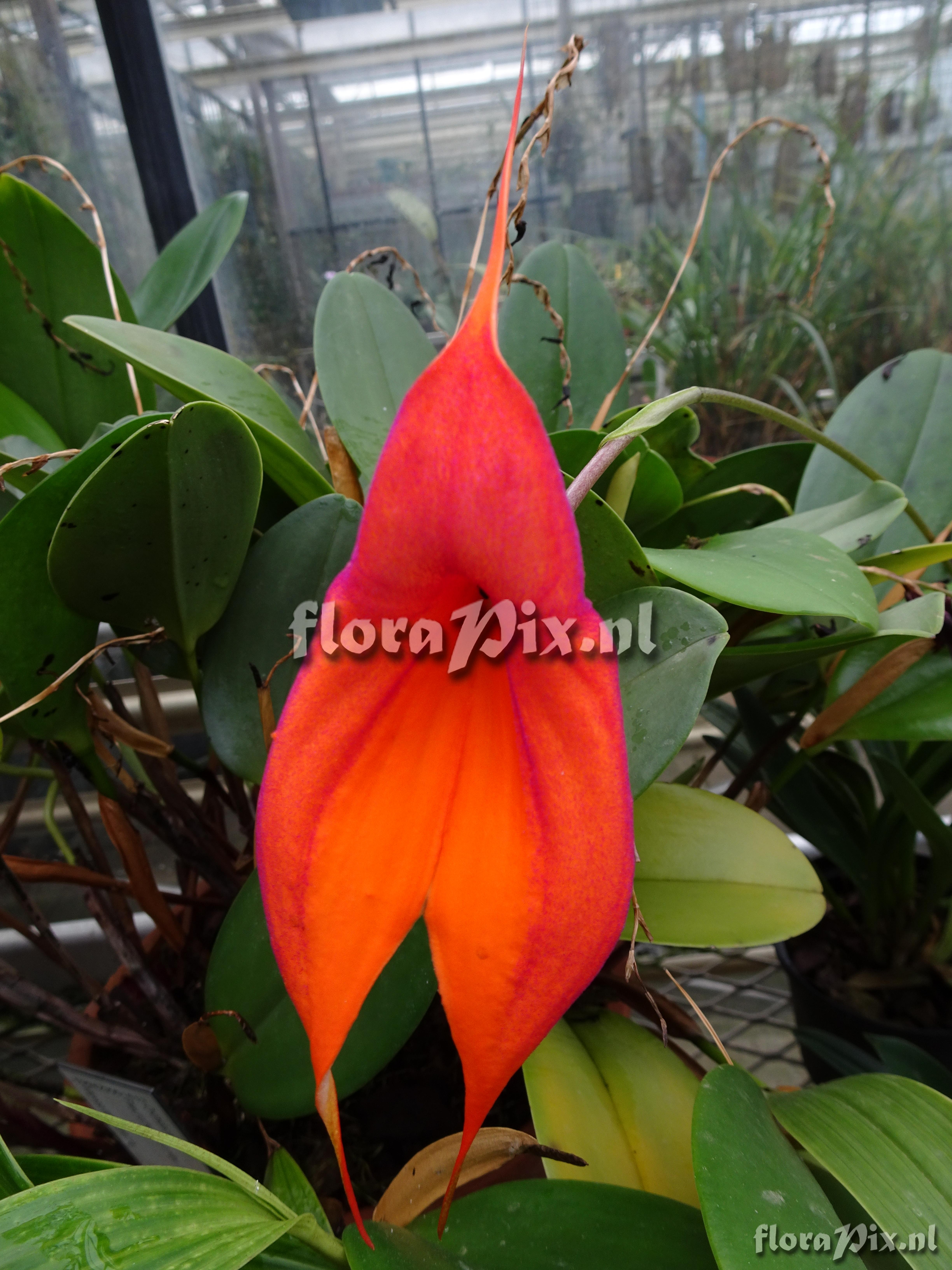 Masdevallia spec.JPG