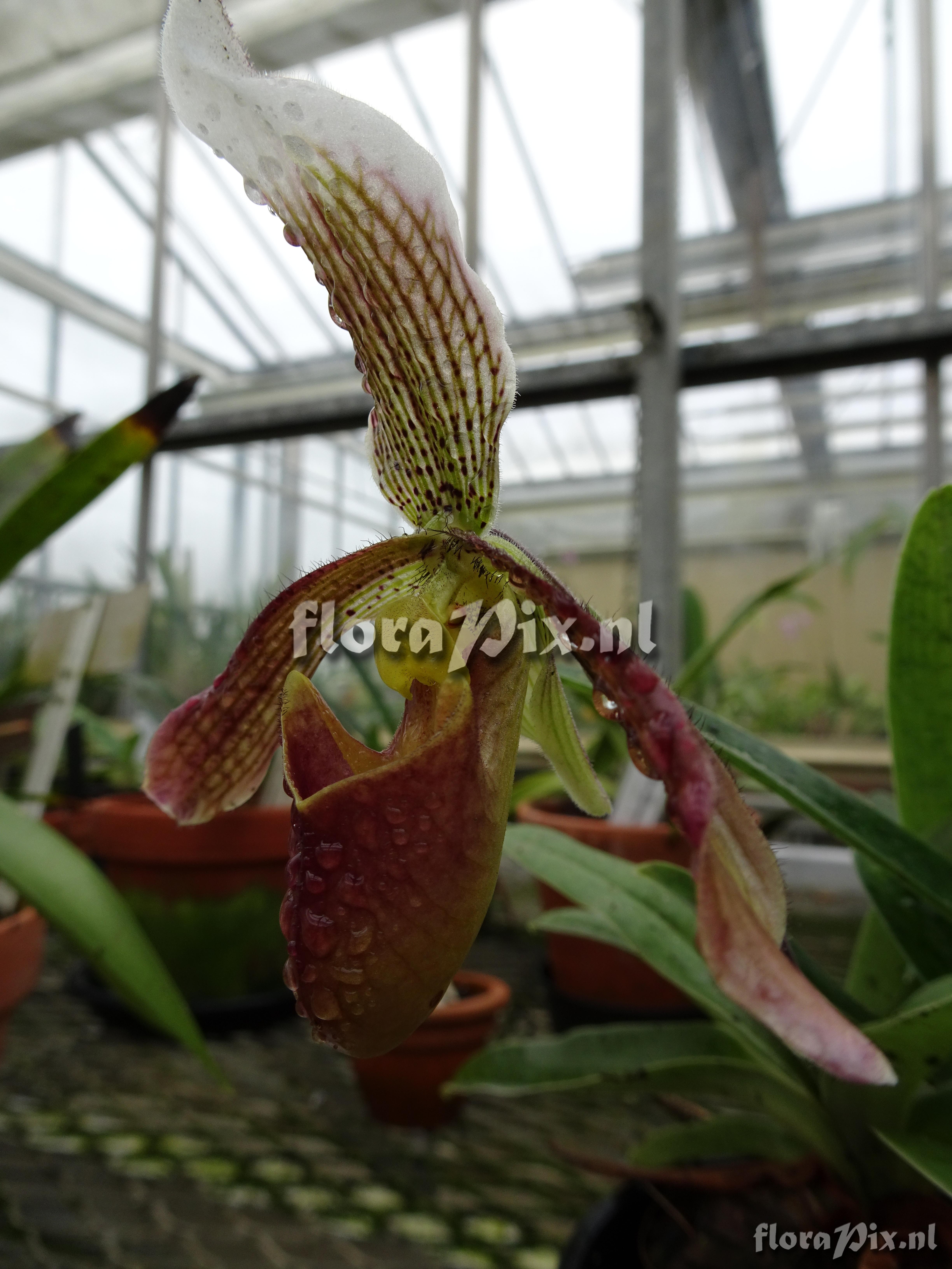 Paphiopedilum 