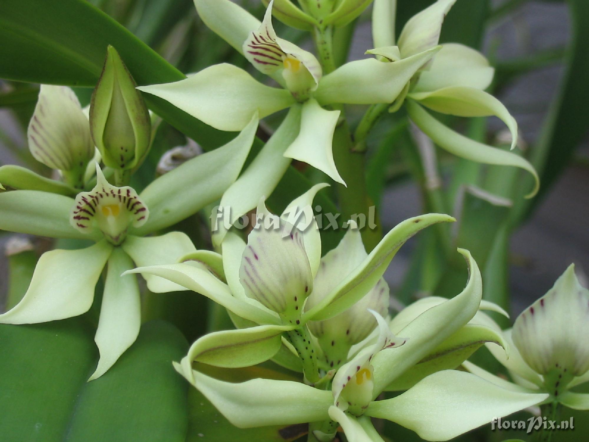 Prostechea fragrans