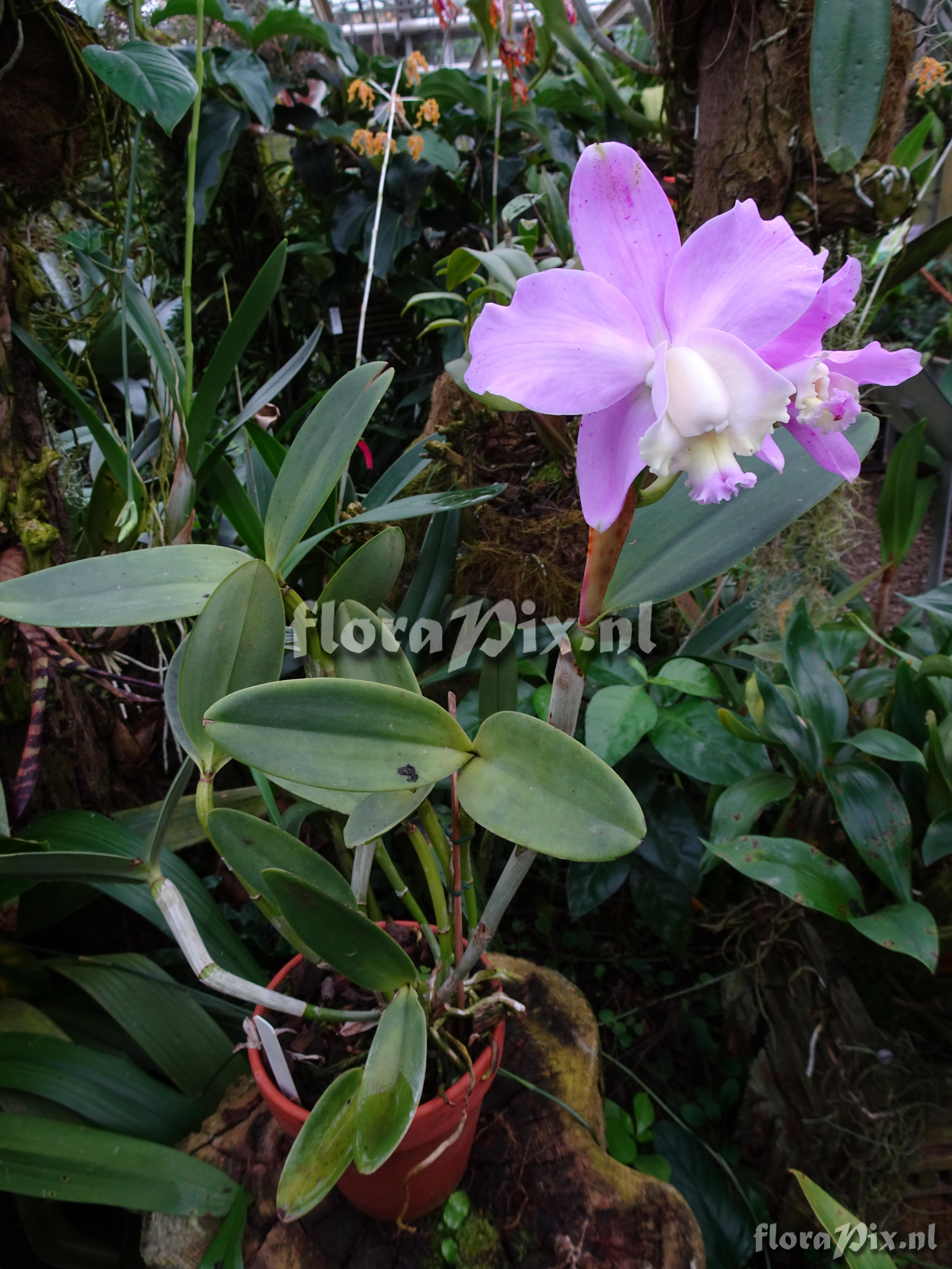 Cattleya loddigesia 