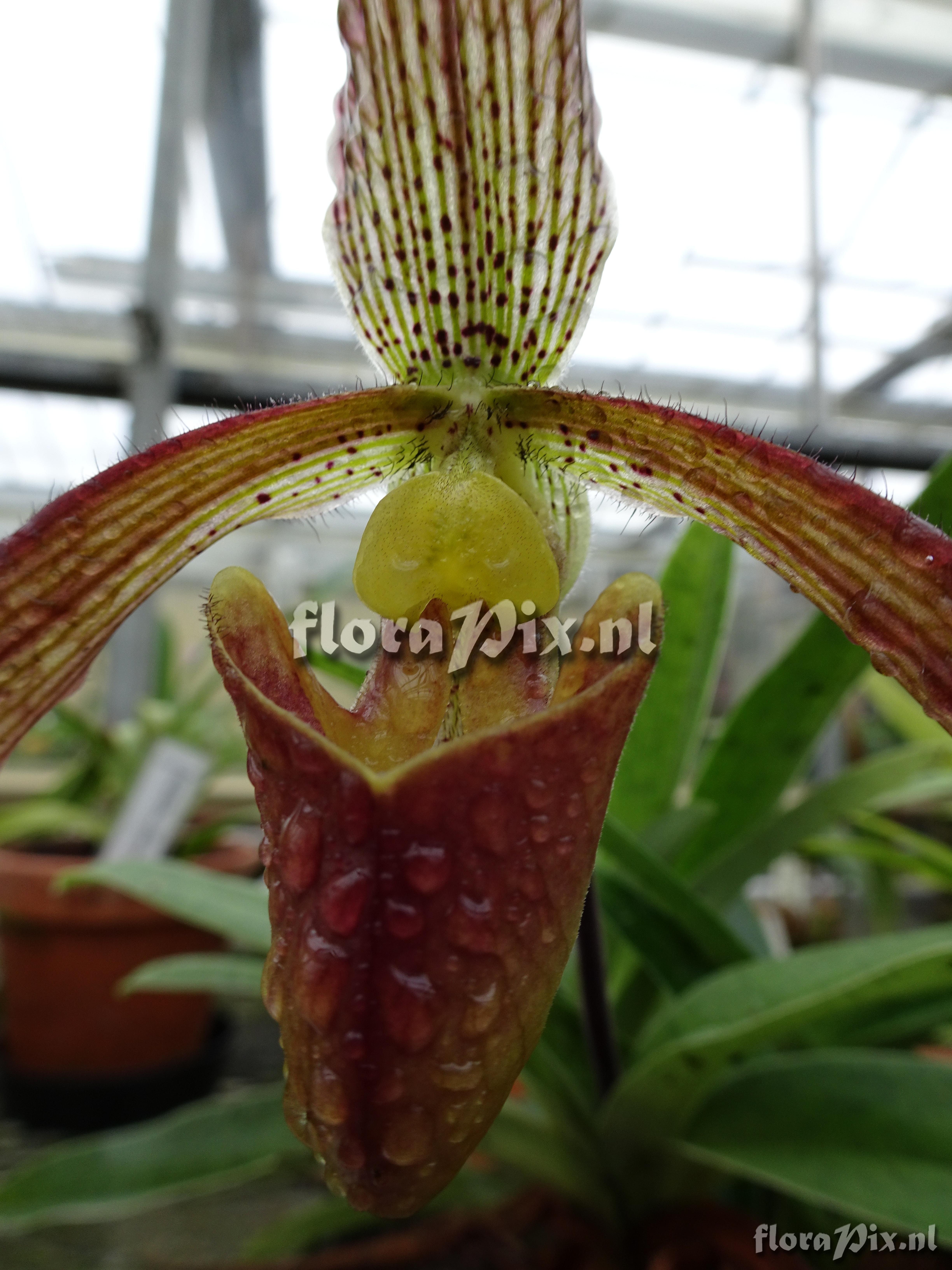 Paphiopedilum 