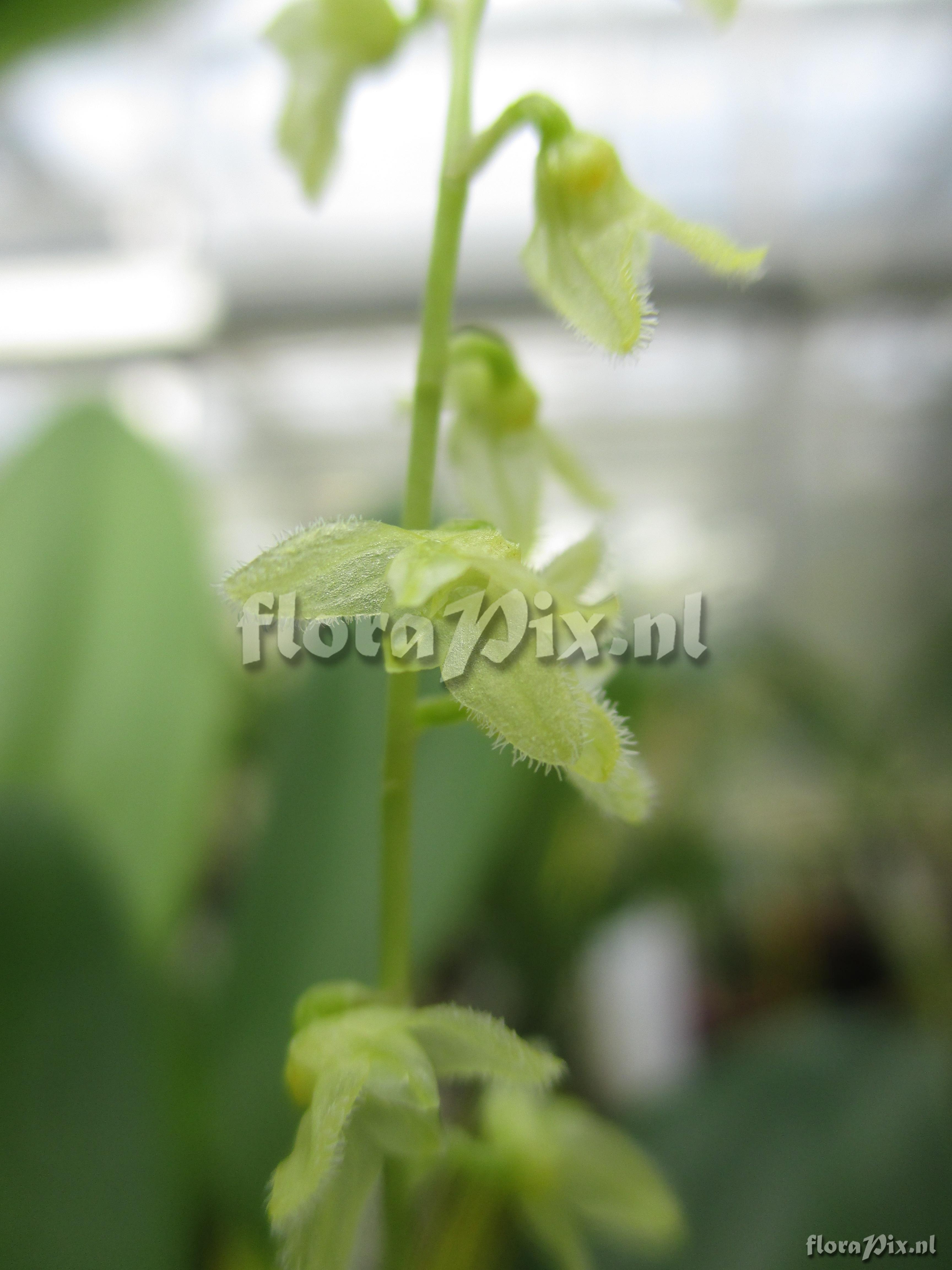 Pleurothallis spec.