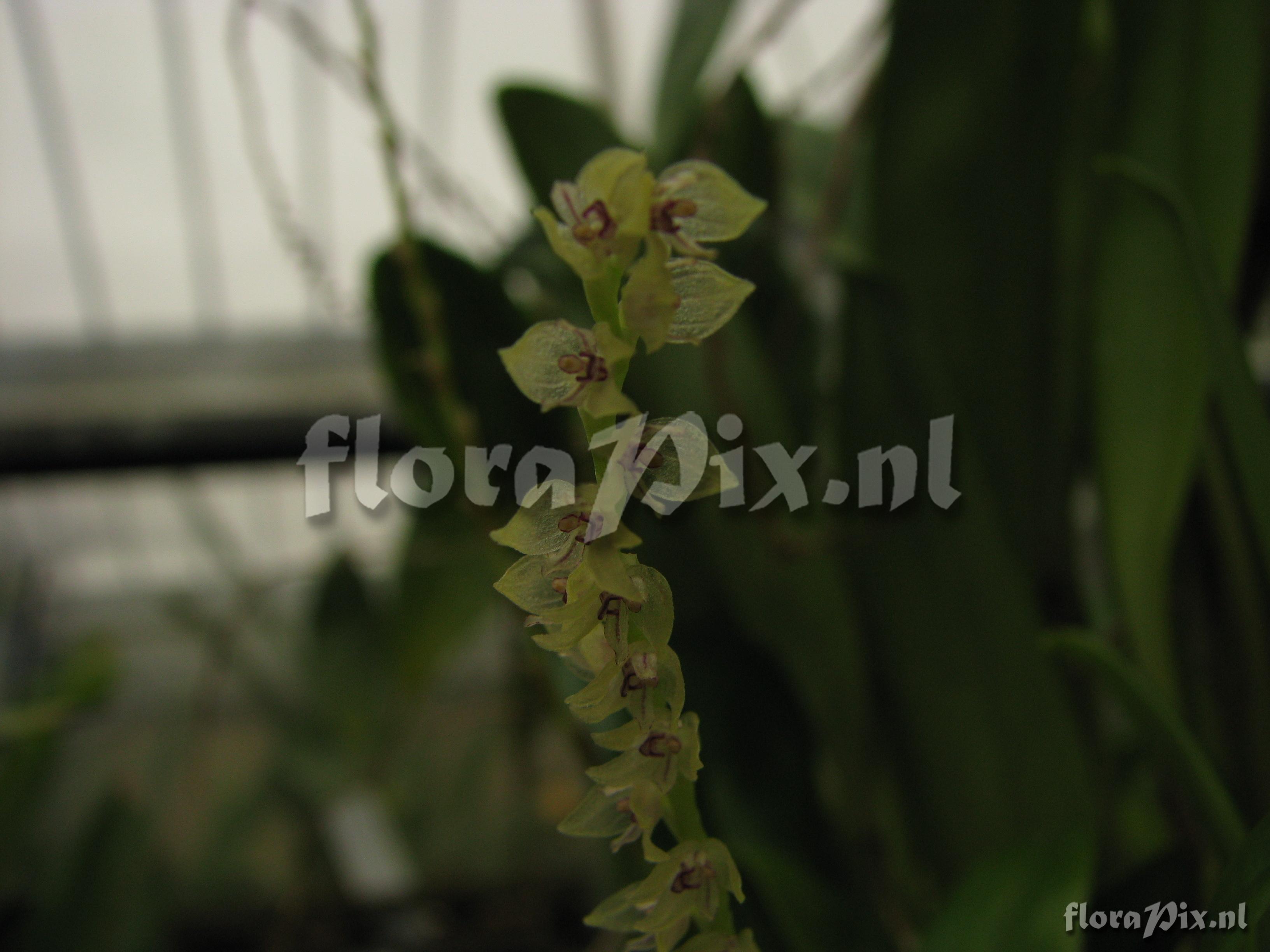 Pleurothallis rhodosticta 11002