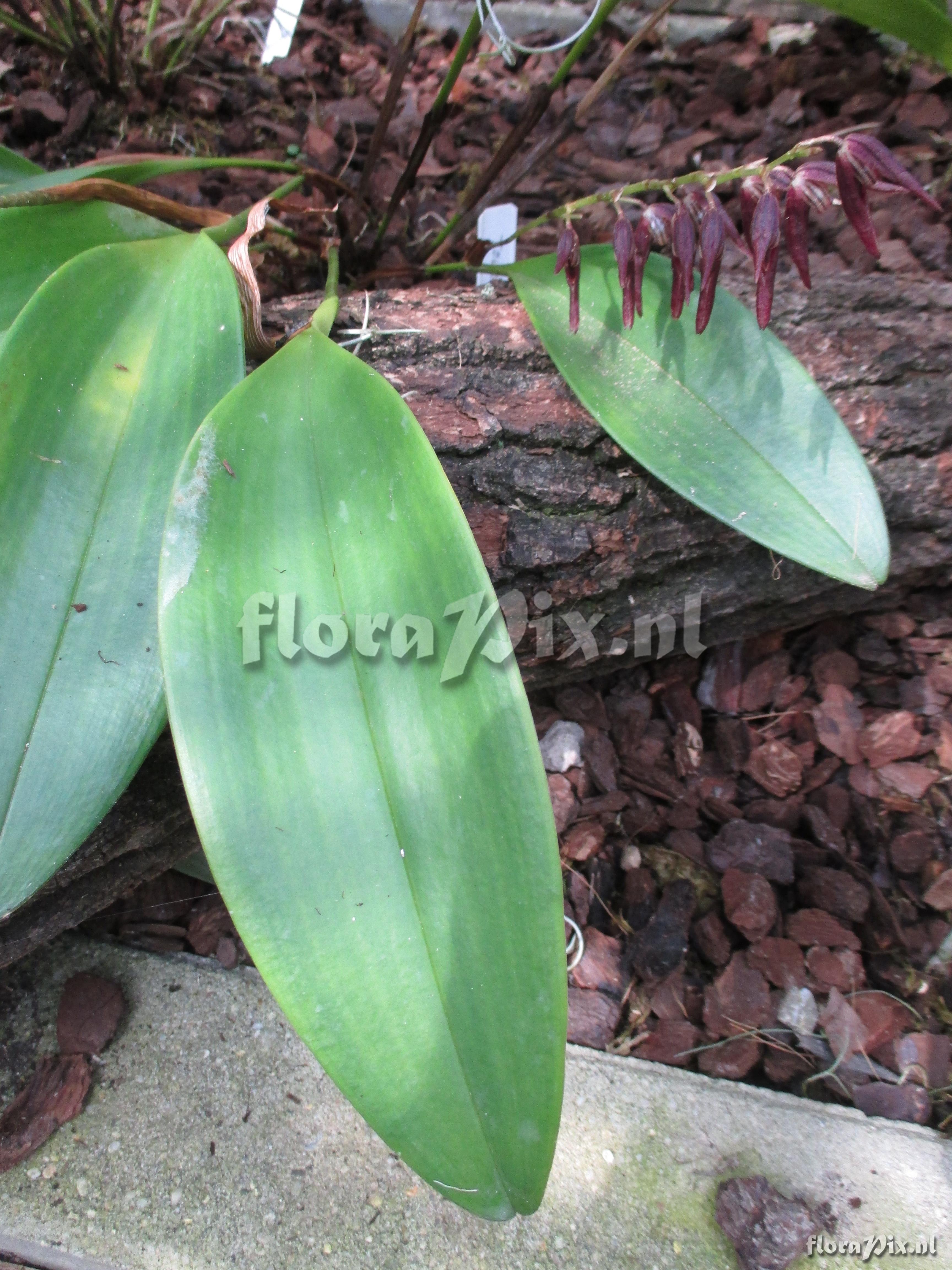 Pleurothallis tuerkheimii