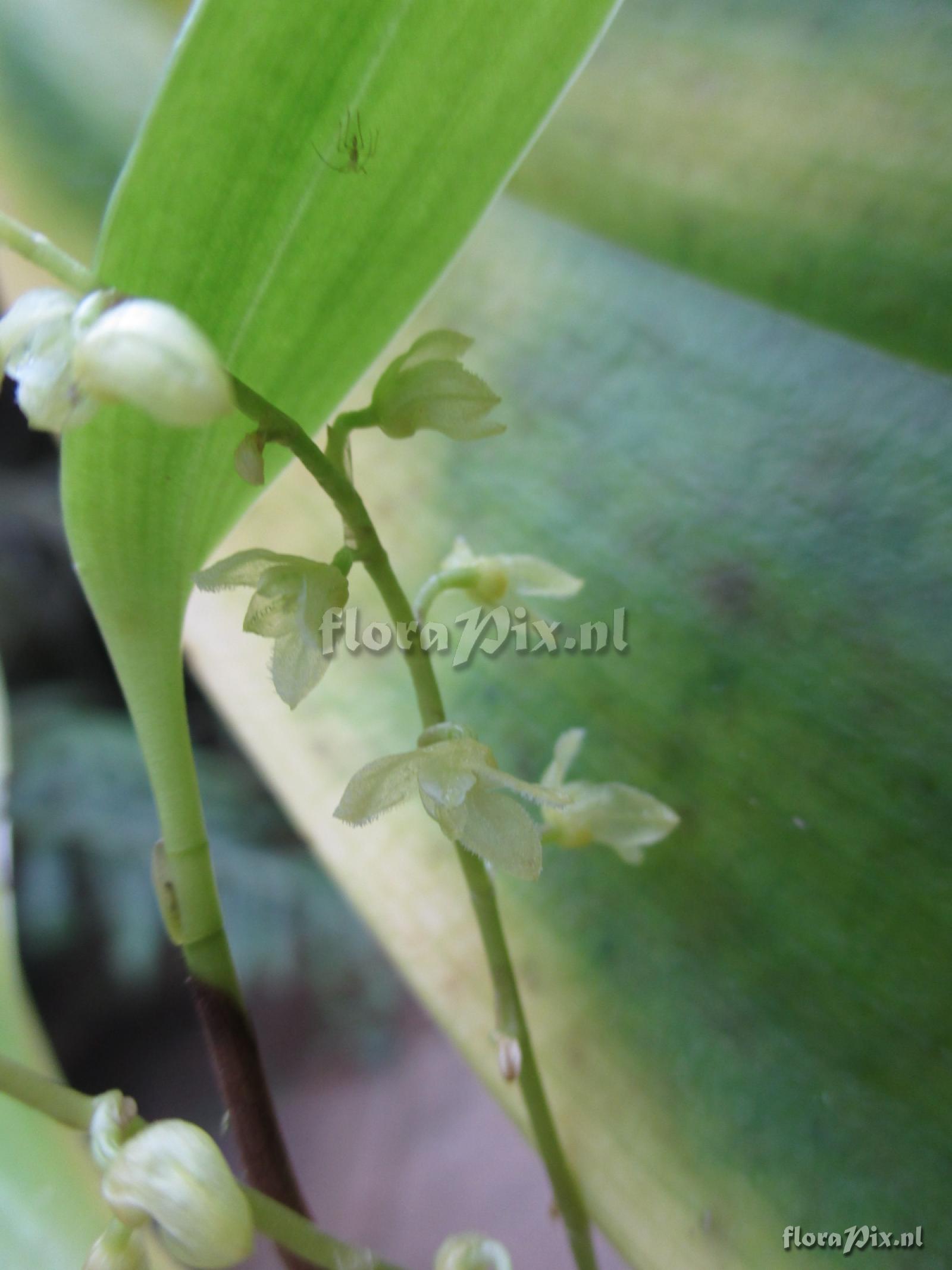 Pleurothallis spec.