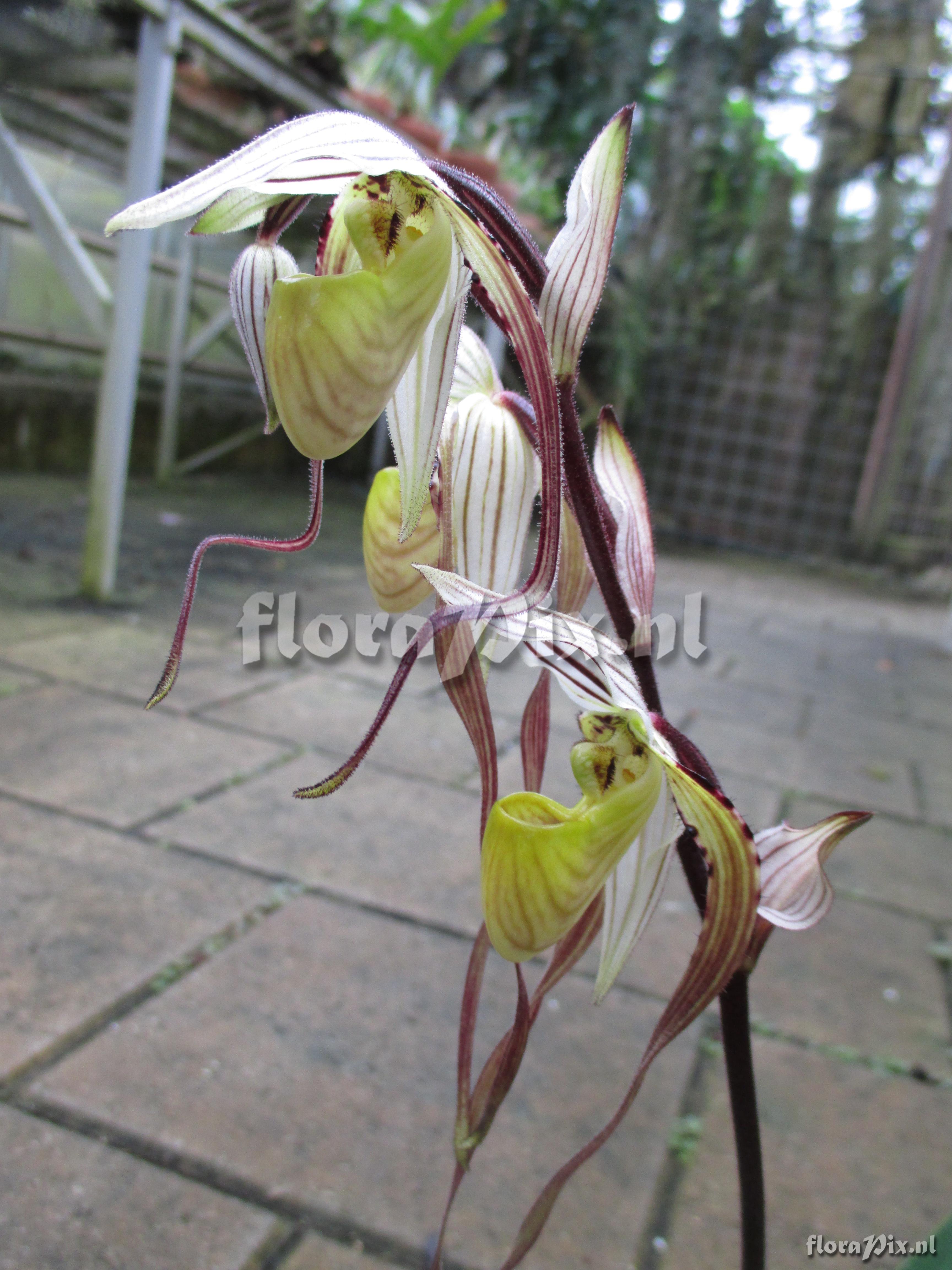 Paphiopedilum philippinense