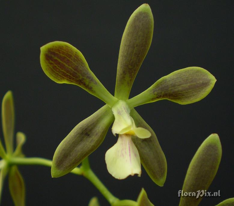 Encyclia patens (close-up)