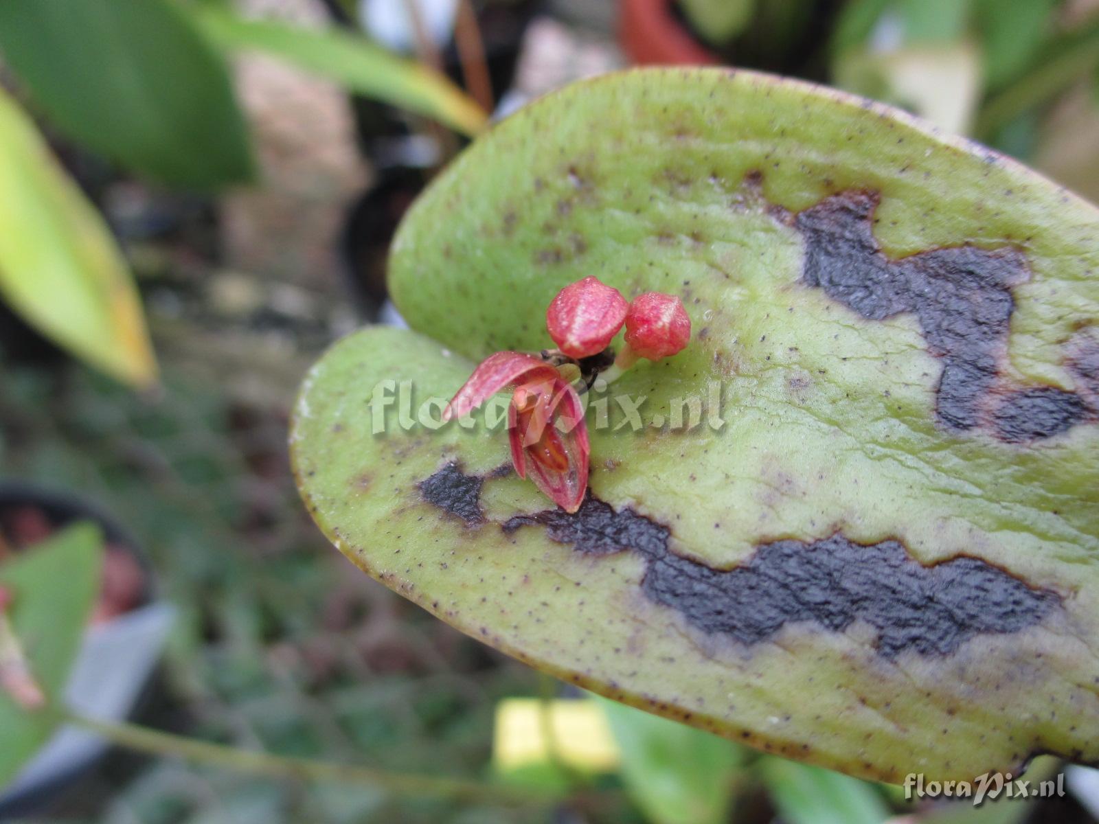 Pleurothallis spec.