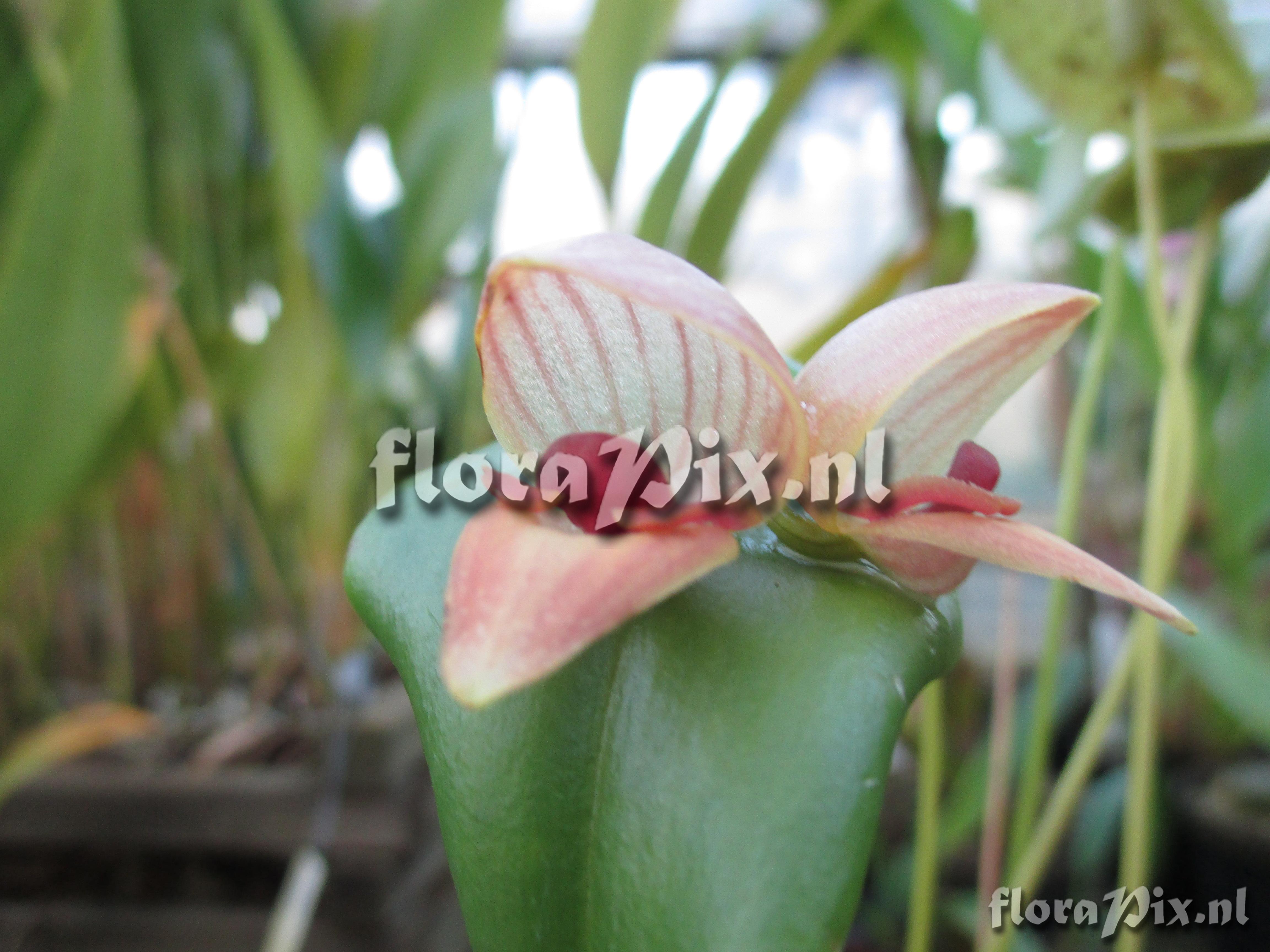 Pleurothallis palliolata