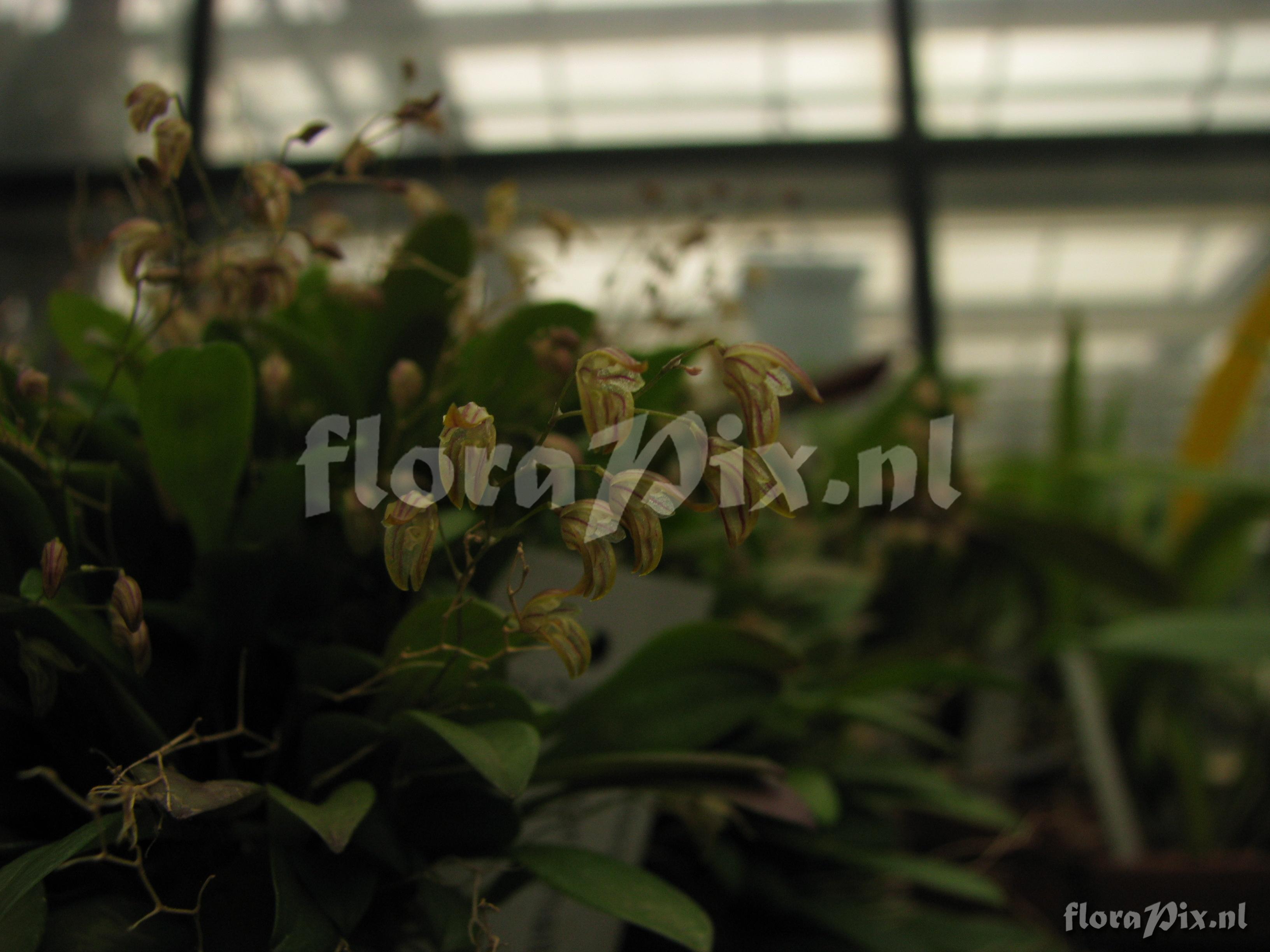 Pleurothallis spec.