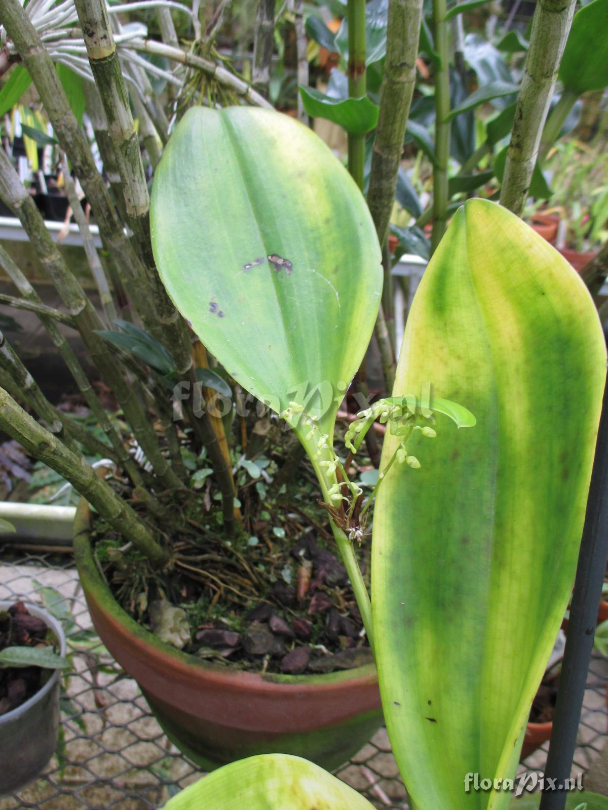 Pleurothallis spec.