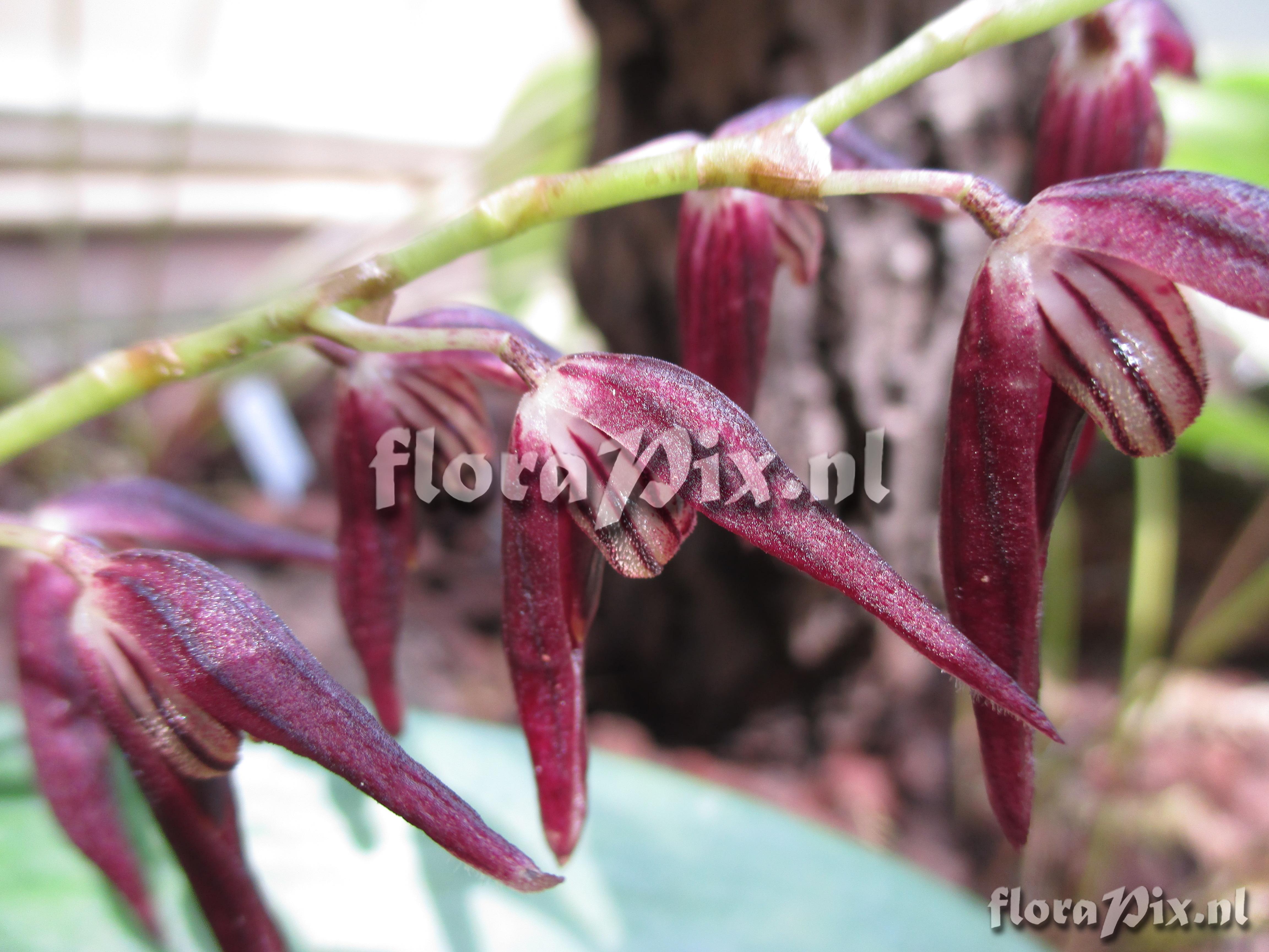 Pleurothallis tuerkheimii