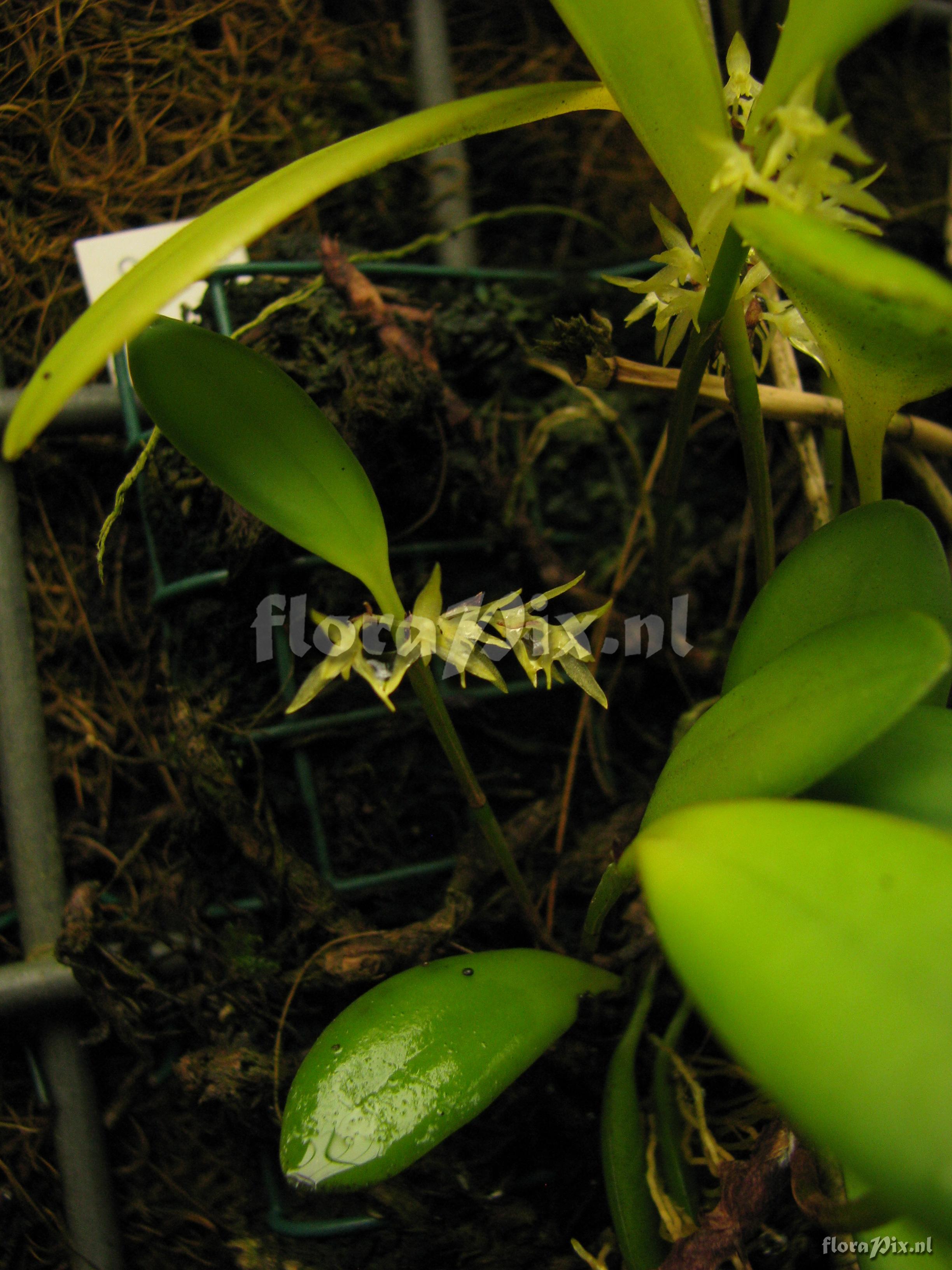 Pleurothallis obovata