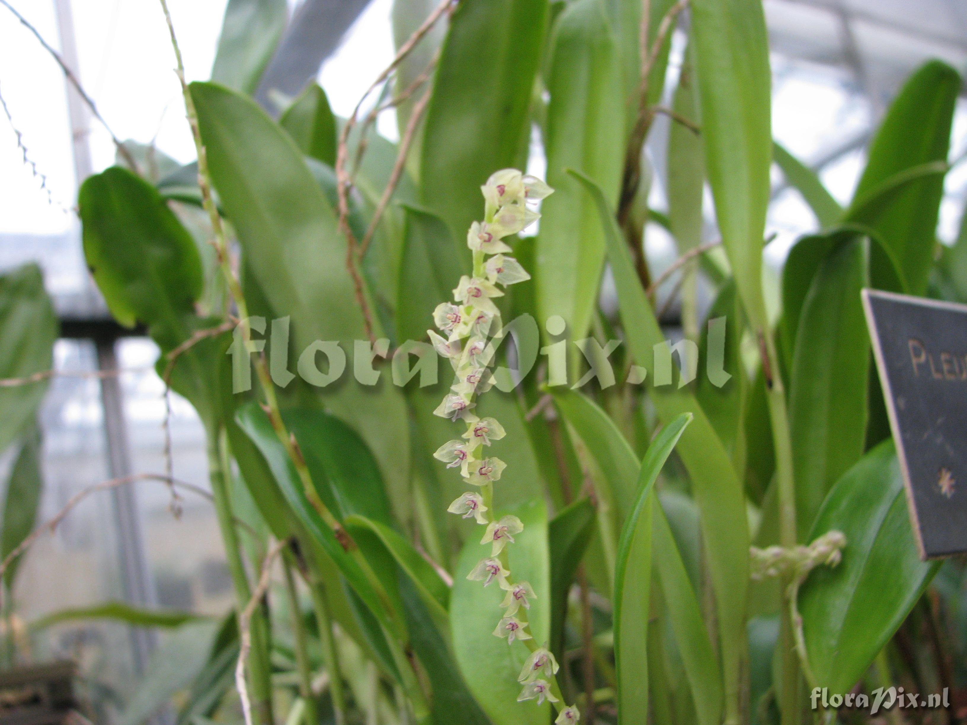 Pleurothallis rhodosticta 11002