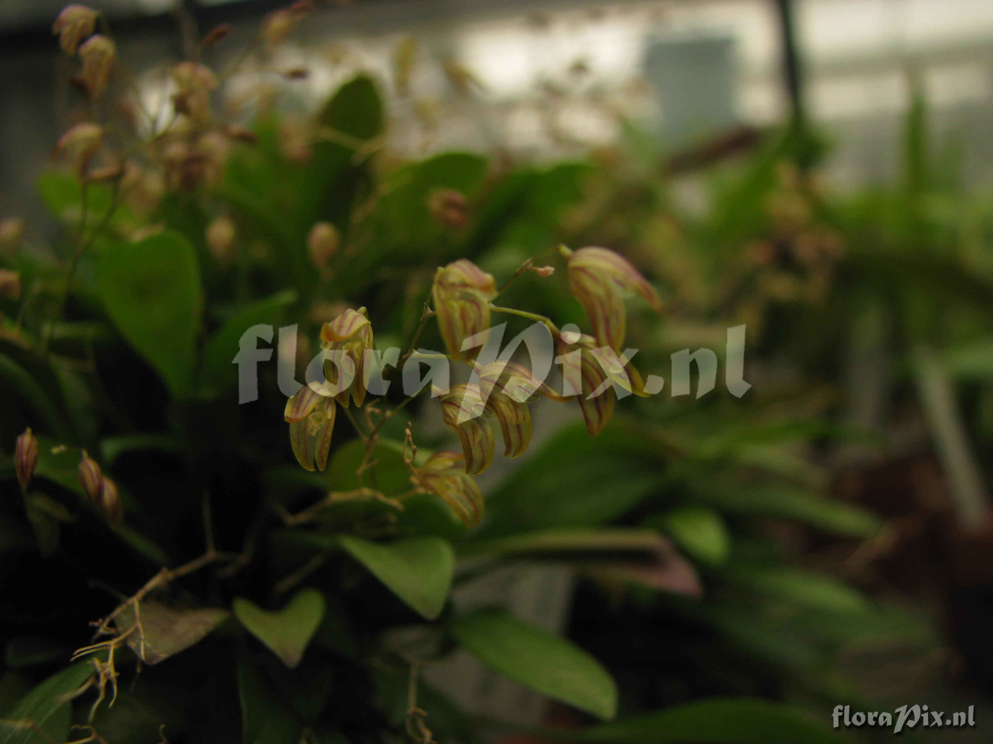 Pleurothallis spec.