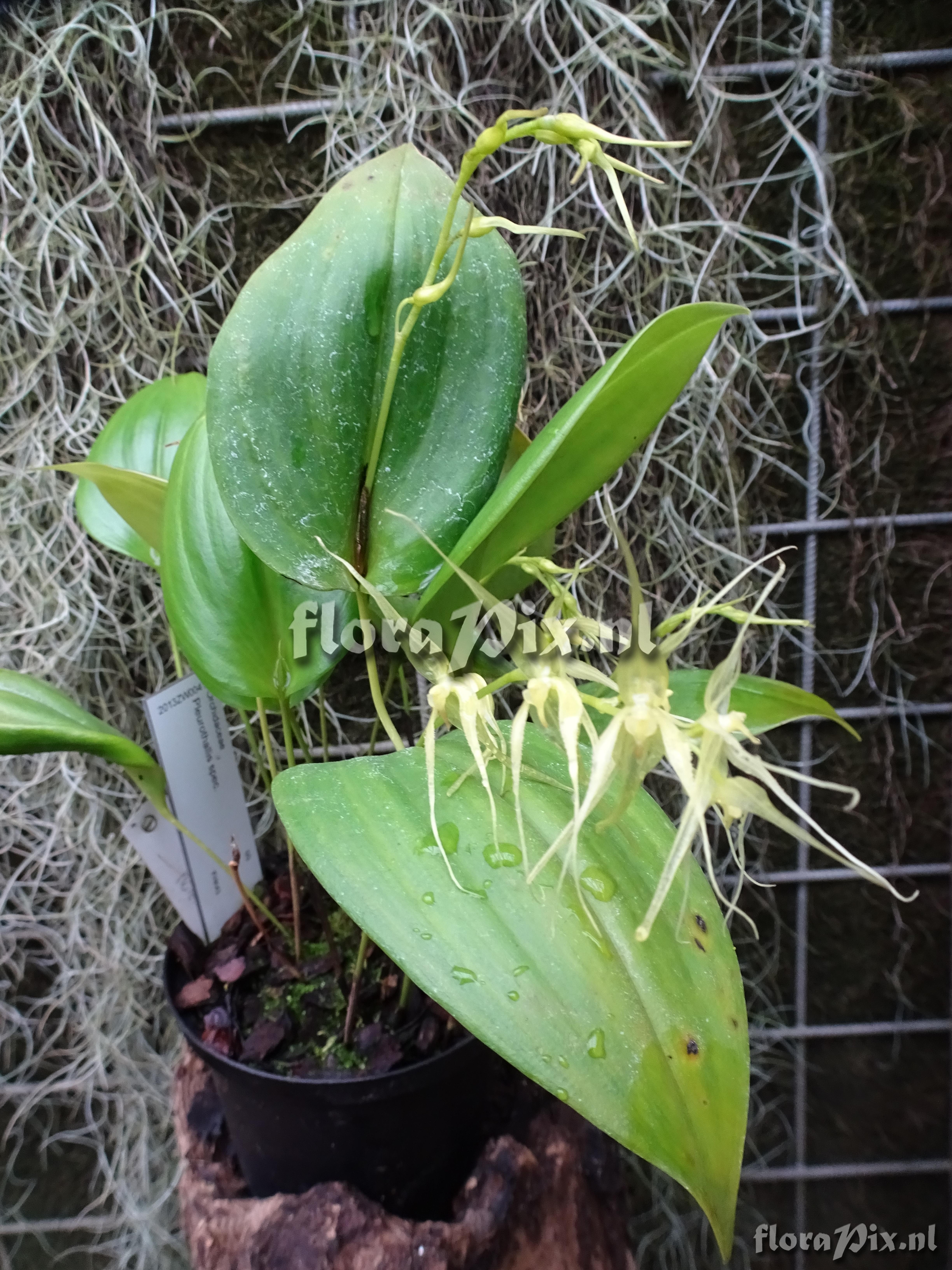 Pleurothallis spec