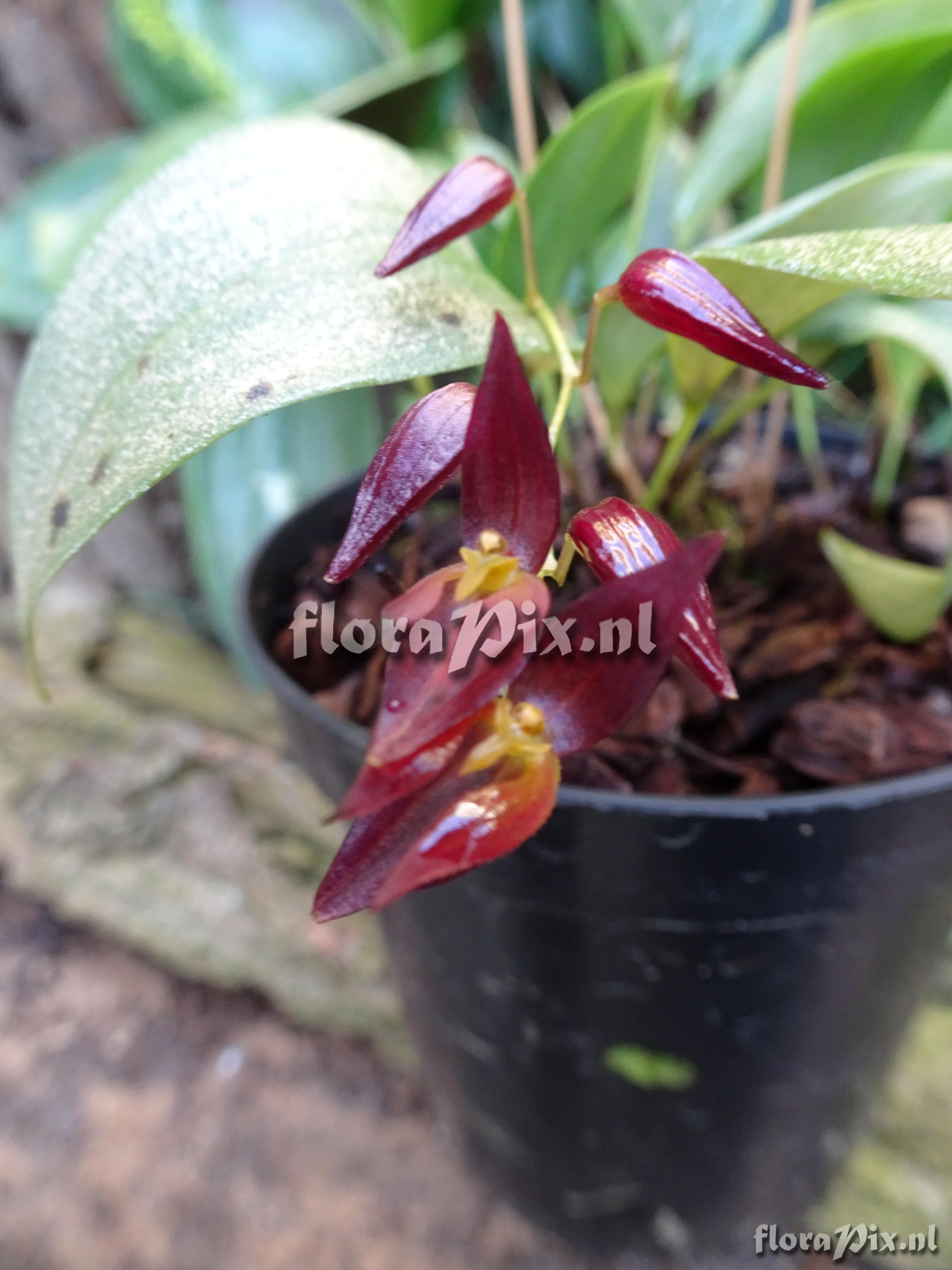 Pleurothallis rowleei