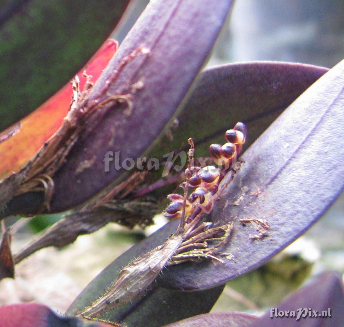 Pleurothallis ciliaris