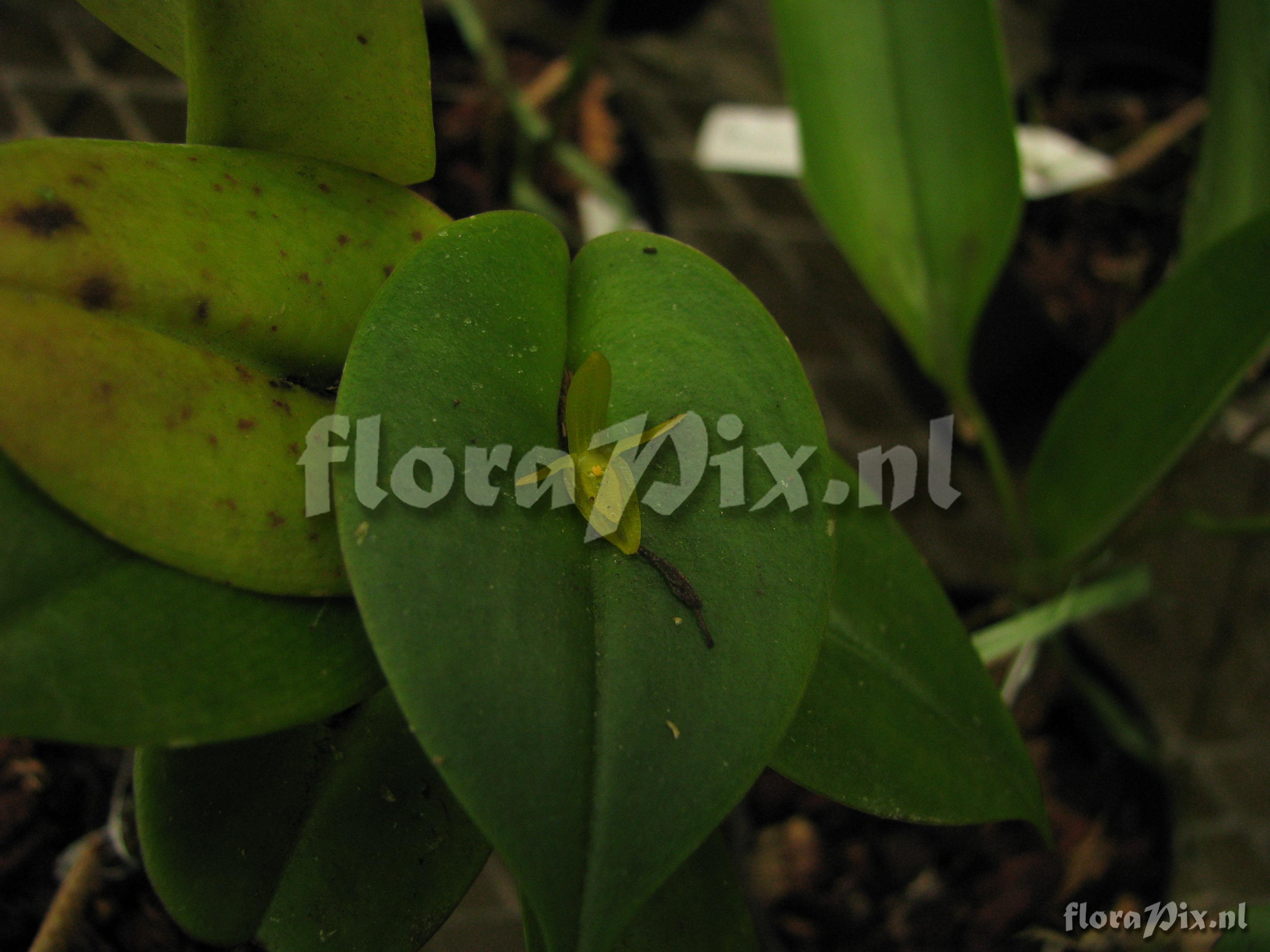 Pleurothallis 13ZW422